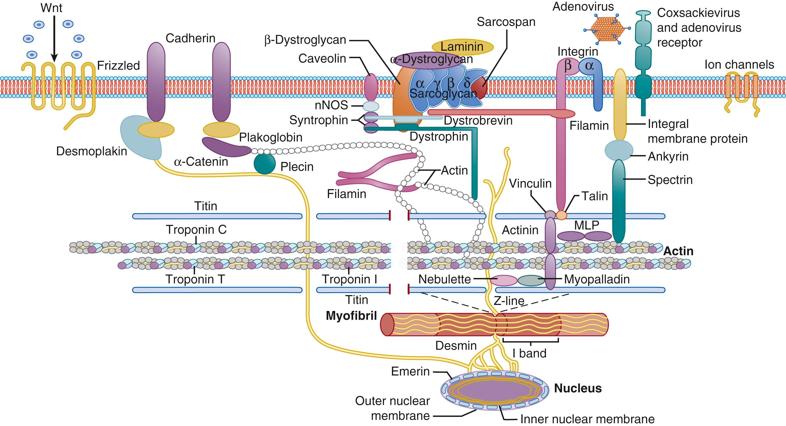 Fig. 153.1, Cardiac myocyte cytoarchitecture. The interactions between dystrophin and the dystrophin-associated proteins in the sarcolemma and intracellular cytoplasm (dystroglycans, sarcoglycans, syntrophins, dystrobrevin, sarcospan) at the carboxy-terminal end of dystrophin. The integral membrane proteins interact with the extracellular matrix via α-dystroglycan–α 2 -laminin connections. The amino terminus of dystrophin binds actin and connects dystrophin with the sarcomere intracellularly, the sarcolemma, and the extracellular matrix. Additional sarcolemmal proteins include ion channels, adrenergic receptors, integrins, and the Coxsackie virus and adenovirus receptor. Cell-cell junctions, including cadherins, the plakin, and other desmosomal family proteins, are also notable. Also shown is the interaction between intermediate filament proteins (i.e., desmin) with the nucleus. MLP , Muscle LIM protein; nNOS, neuronal nitric oxide synthase; Wnt, wingless-related integration 1 site.