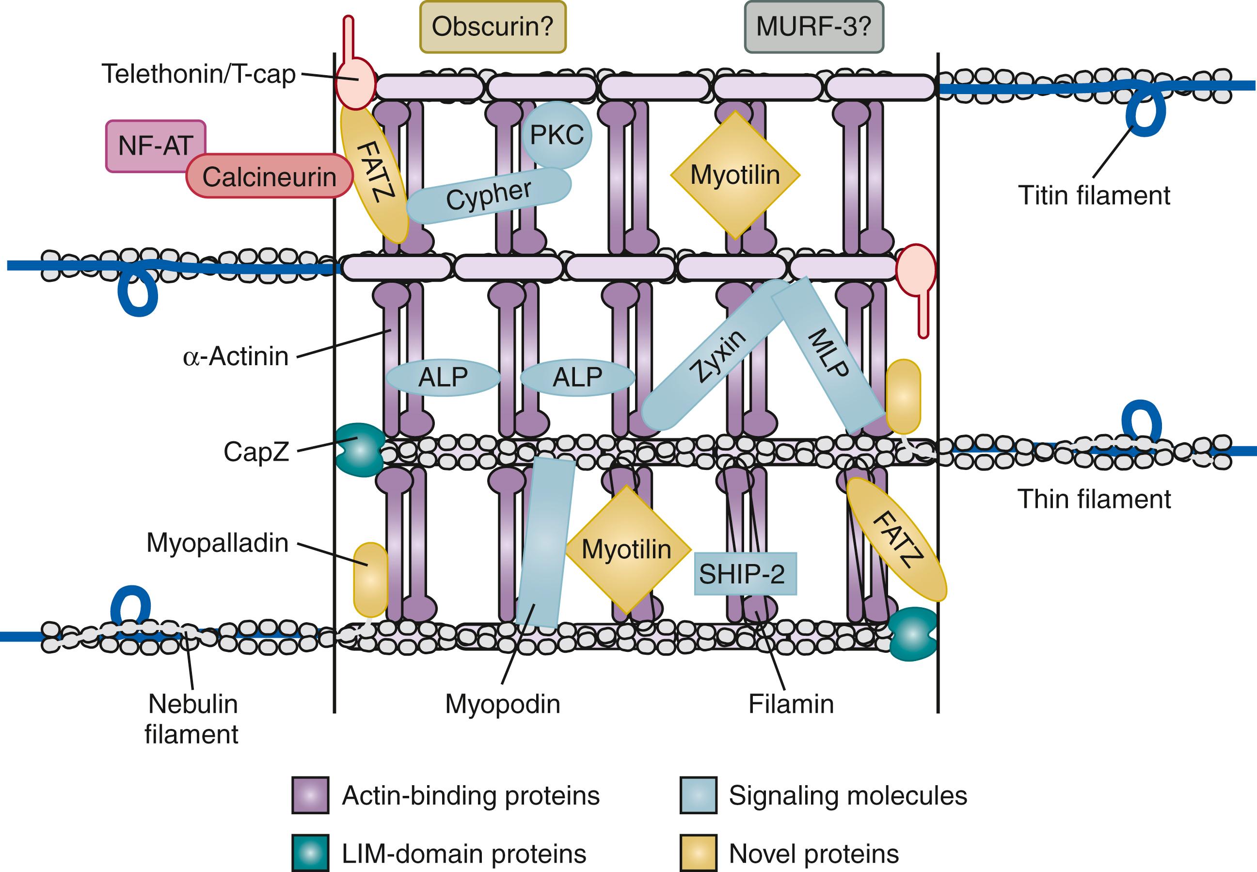 Fig. 153.2, Z-disk architecture. The Z disk of the sarcomere is composed of multiple interacting proteins that anchor the sarcomere. MLP , Muscle LIM protein.