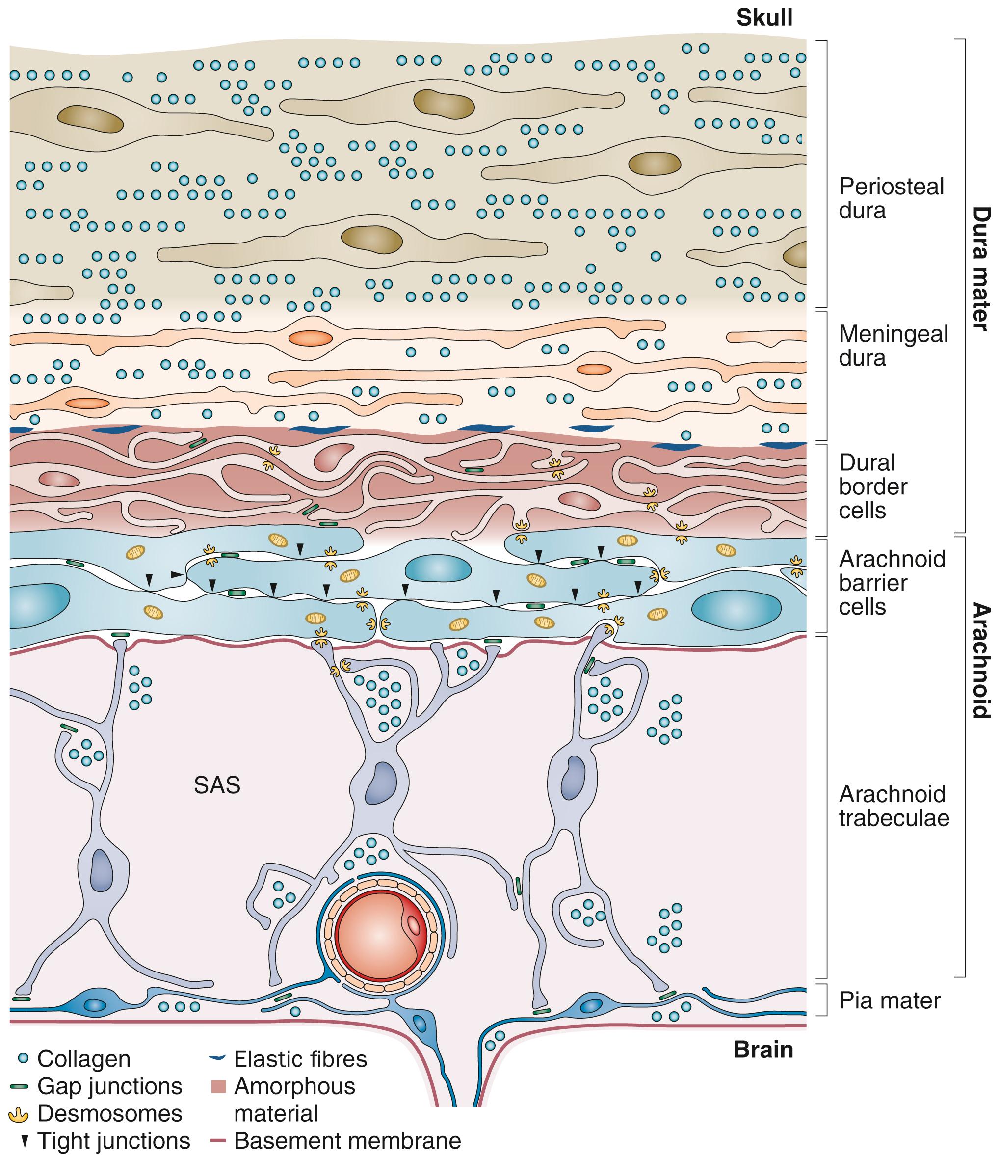 Figure 46.2, Diagram of the meninges showing the important anatomy of each layer.