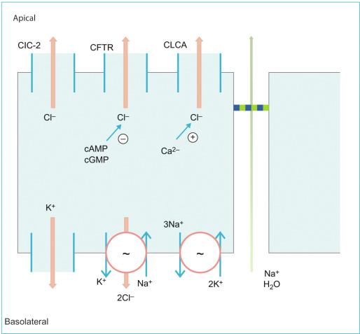 Fig. 68.2, Model for intestinal secretion.