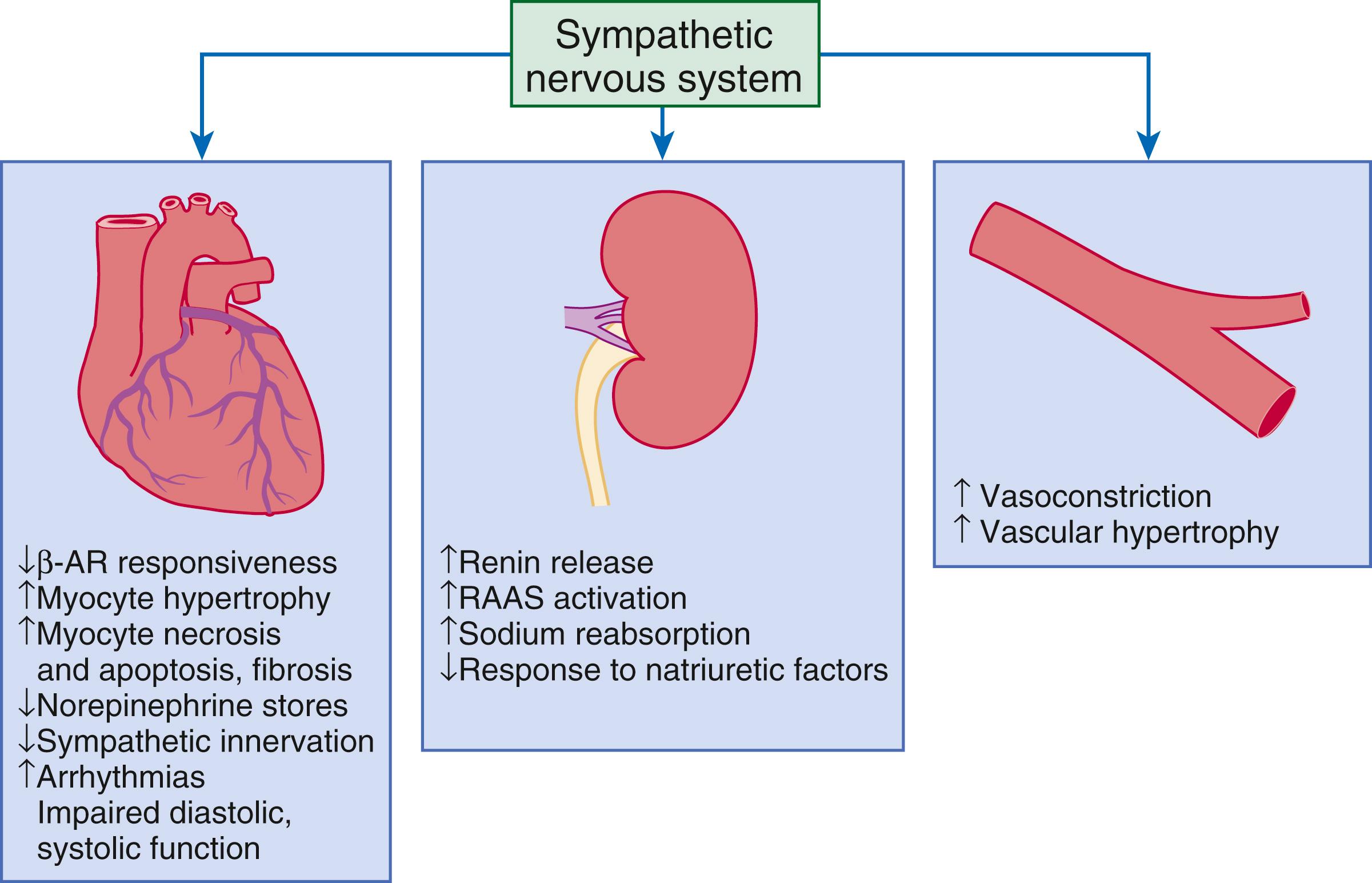 FIGURE 47.2, Activation of the sympathetic nervous system. Increased sympathetic nervous system (SNS) activity may contribute to the pathophysiology of congestive heart failure (HF) by multiple mechanisms involving cardiac, renal, and vascular function. In the heart, increased SNS outflow may lead to desensitization of beta-adrenergic receptors (β-ARs), myocyte hypertrophy, necrosis, apoptosis, and fibrosis. In the kidneys, increased SNS activation induces arterial and venous vasoconstriction, activation of the renin-angiotensin-aldosterone system (RAAS), increase in salt and water retention, and an attenuated response to natriuretic factors. In the peripheral vessels, neurogenic vasoconstriction and vascular hypertrophy are induced by increased SNS activity.