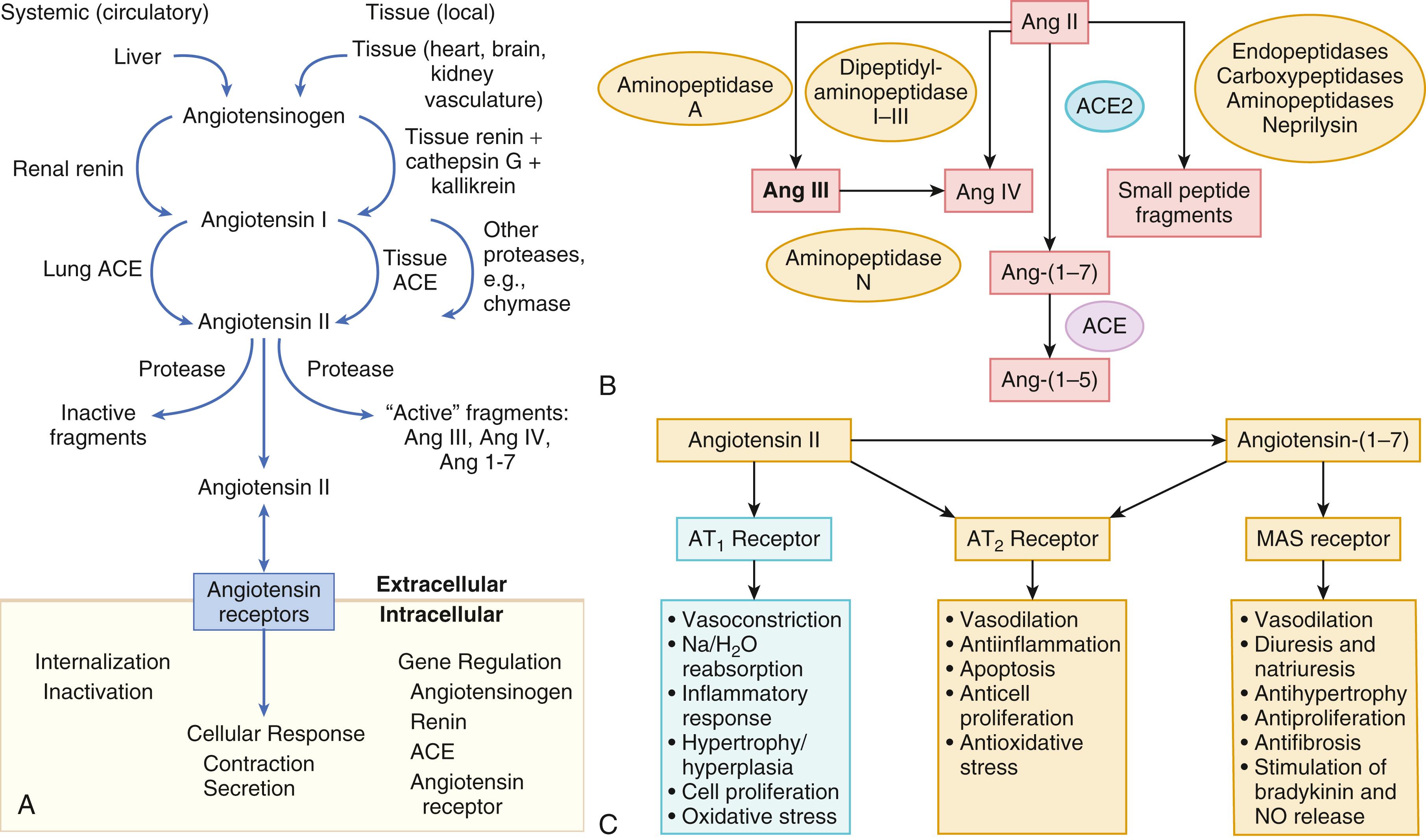 FIGURE 47.3, A, The systemic and tissue components of the renin-angiotensin system (RAS). Several tissues, including myocardium, vasculature, kidney, and brain, have the capacity to generate angiotensin II independent of the circulating RAS. Angiotensin II produced at the tissue level may play an important role in the pathophysiology of heart failure (HF). ACE , Angiotensin-converting enzyme; Ang , angiotensin. B, Angiotensin II degradation pathways. Angiotensin II is degraded by angiotensin-converting enzyme 2 (ACE2) to form Ang-(1–7), which subsequently can be degraded by ACE to form Ang-(1–5). Other pathways of angiotensin II degradation include aminopeptidase A to Ang-(2–8), dipeptidyl-aminopeptidase I–III to Ang IV, and neprilysin and various peptidases to other small peptide products. Ang-(2–8) and Ang IV may also be reversibly interchanged via aminopeptidase N. C, Action of angiotensin II type 1 (AT 1 ) and type 2 (AT 2 ) receptors and MAS-mediated signaling. NO , Nitric oxide.