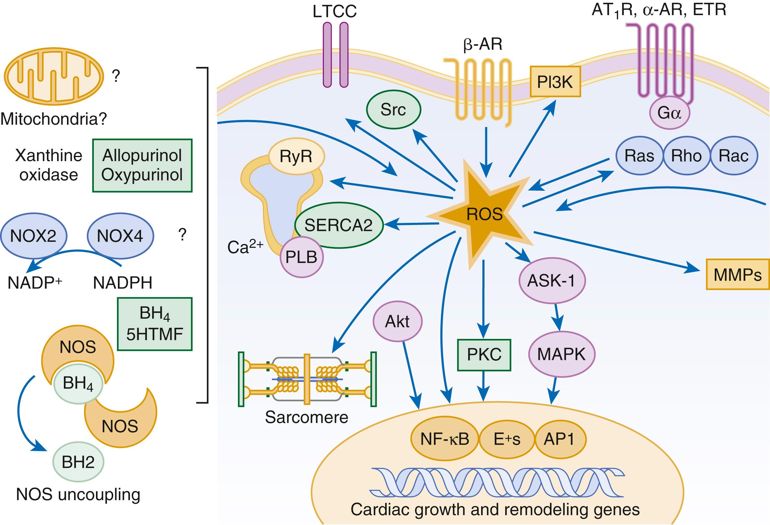 FIGURE 47.4, Cellular sources of reactive oxygen species (ROS) and ROS signaling in cardiac hypertrophy. ROS-generating systems are shown on the left and include xanthine oxidase, nicotinamide-adenine dinucleotide phosphate (NADPH) oxidases (NOX2, NOX4), nitric oxide synthase (NOS), and mitochondrial complexes. ROS activation has protean effects on calcium handling, myofilament function, matrix activation, kinase and phosphatase stimulation, and transcriptional regulation of matrix metalloproteinases (MMPs). Akt, Protein kinase B; ASK-1, apoptosis signal-regulating kinase 1; ETR, endothelin receptor; 5HTMF, 5-hydrotetramethylpholate; LTCC, L-type calcium channel; MAPK, mitogen-activated protein kinase; NF-κB, nuclear factor-kappaB; PKC, protein kinase C; PI3K, phosphatidylinositol 3-kinase; PLB, phospholamban; RyR, ryanodine receptor; SERCA2, sarcoendoplasmic reticulum Ca 2+ -ATPase.