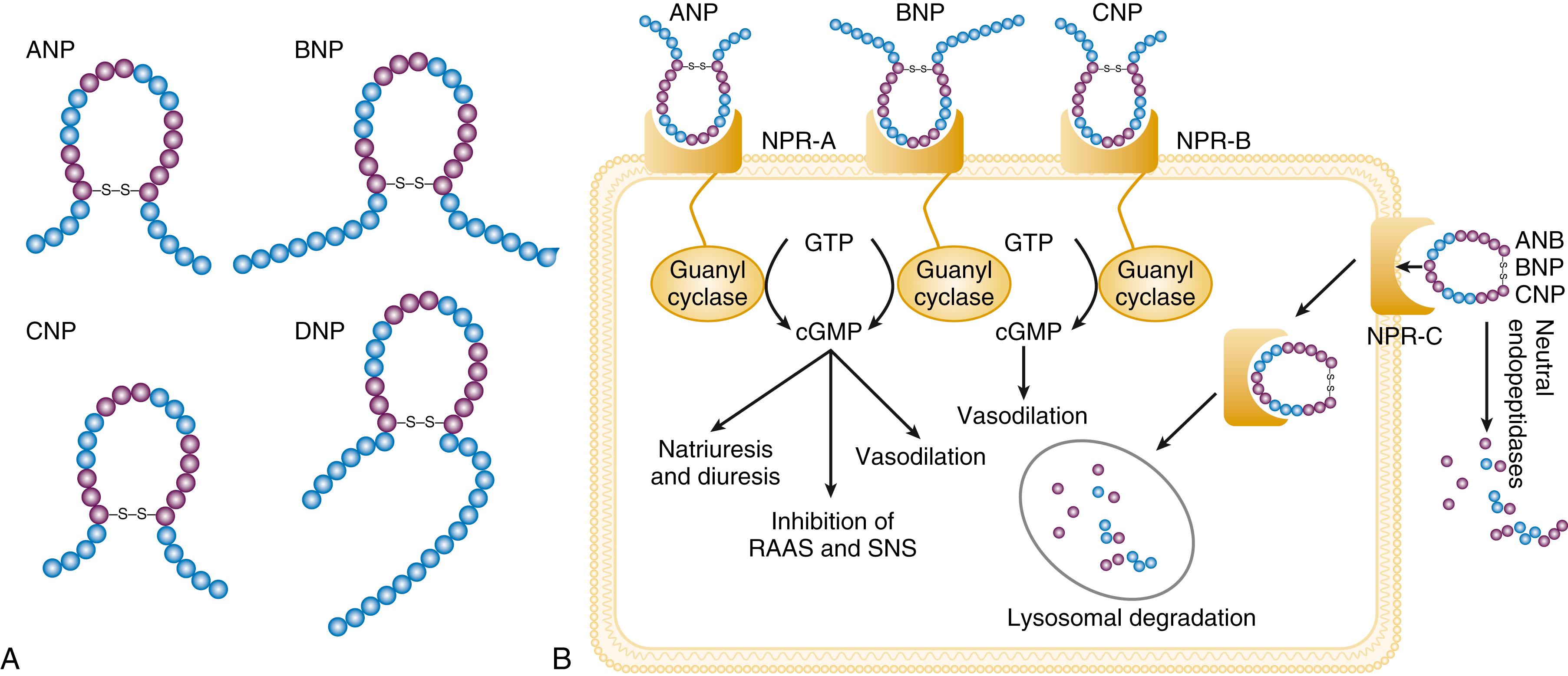 FIGURE 47.6, Natriuretic peptides. A, The similar 17–amino acid disulfide ring in natriuretic peptides A, B, C, and D. Identical amino acid sequences are marked in purple . B, Action and clearance of the natriuretic peptides. C, Neprilysin is a membrane-bound enzyme that can be released from the cell surface, producing a soluble form that can be detected in the blood. D, Neutral endopeptidases ( NEP ) degrade a variety of different peptides. NP , natriuretic peptide .