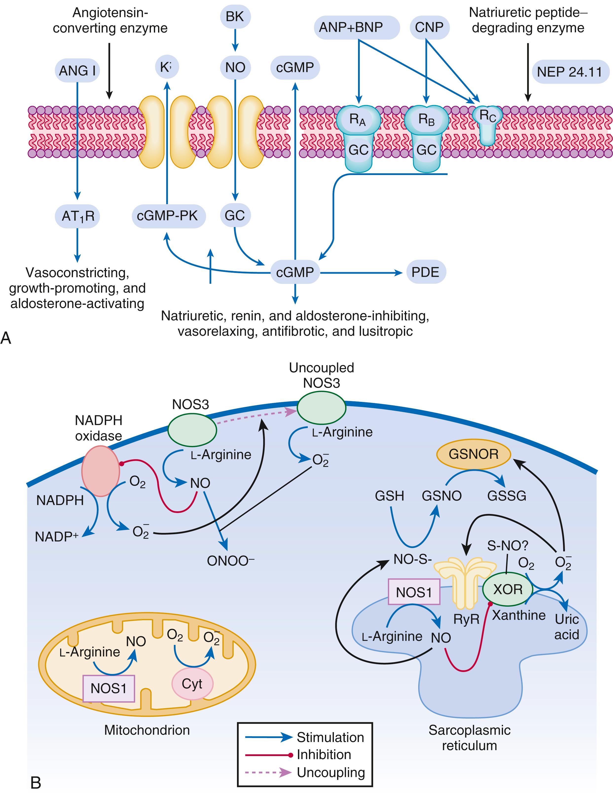 EFIGURE 47.2, A, Cellular actions in signaling of the natriuretic peptide system; ANG I, Angiotensin I; AT 1 R, angiotensin type 1 receptor; BK, bradykinin; GC, guanylate cyclase; NEP, neutral endopeptidase; PDE, phosphodiesterase; PK, protein kinase; R A , R B , and R C , particulate guanylate cyclase A, B, and C receptors. B, Interaction of oxidative and nitrosative pathways in heart failure. The principal sources of ROS in the cardiomyocyte are xanthine oxidoreductase ( XOR ), nicotinamide-adenine dinucleotide phosphate (NADPH) oxidase, and the mitochondria. Nitric oxide (NO) is produced by nNOS1, situated in the sarcoplasmic reticulum and in the mitochondria, and by endothelial-constitutive NOS (eNOS) (situated in the caveolae in the cell membrane). XOR and NOS1 colocalize in the SR, and this allows the inhibition of XOR by NOS1, possibly through S -nitrosylation. In turn, XOR reduces S -nitrosoglutathione ( GSNO ), leading to the regeneration of glutathione ( GSH ), the enzyme that reduces SNO moieties in proteins and preserves the S -nitrosylation equilibrium. In SR, NOS1 regulates the activity of the ryanodine receptor ( RyR ) through S-nitrosylation; by contrast, XOR-generated superoxide (O 2 - ) irreversibly activates RyR, precluding this regulatory action of NO. In the cell membrane, NOS3 suppresses NADPH activity, whereas NADPH-produced O 2 - can induce NOS3 uncoupling resulting in O 2 - production and reduced NO synthesis. O 2 - interacts with NO and generates peroxynitrite (ONOO - ). Cyt , Cytochrome; GSSG , oxidized GSH; GSNOR , GSNO reductase.
