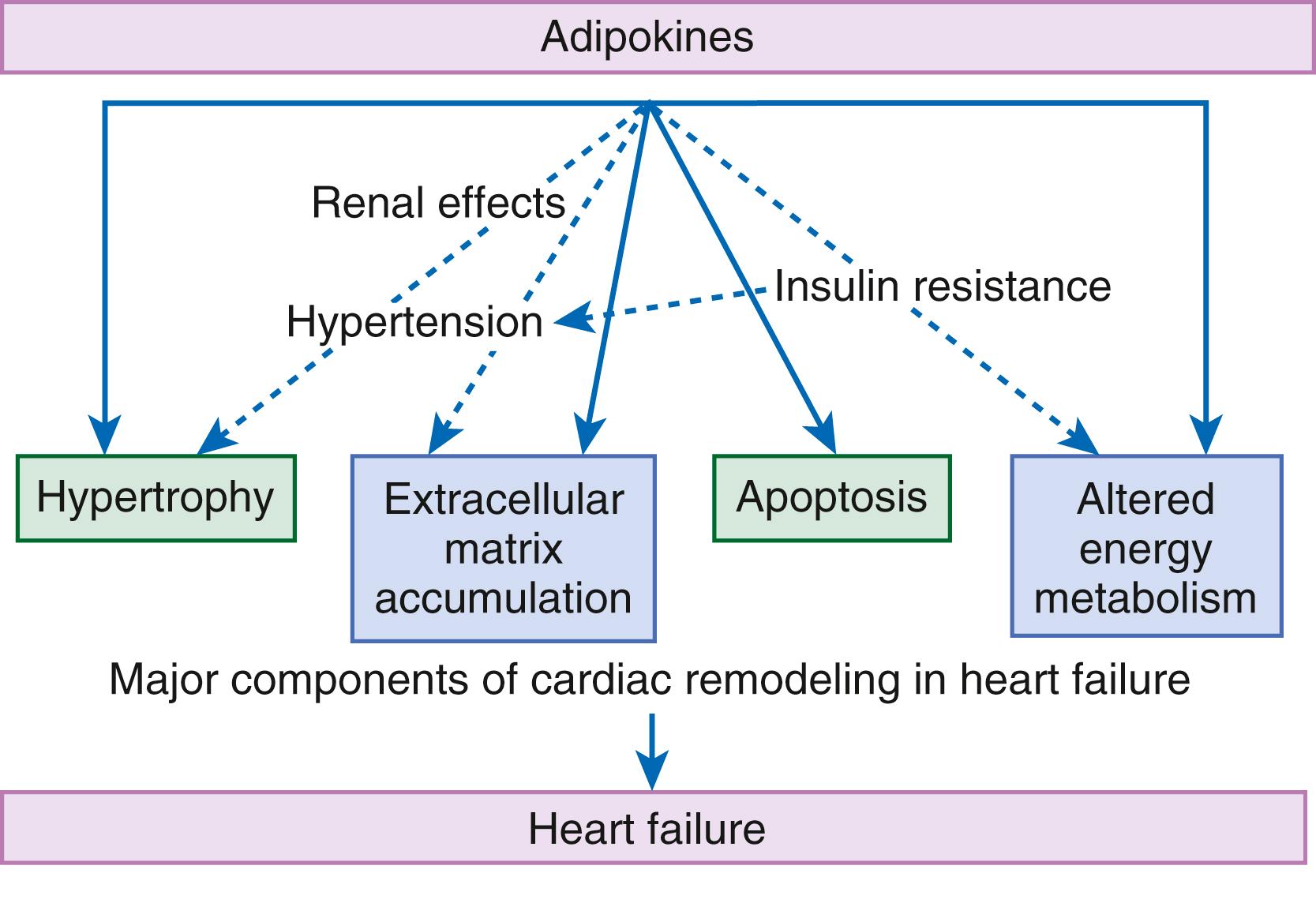 EFIGURE 47.3, Potential direct and indirect effects of adipokines on cardiac remodeling. Various circulating adipokines, the profile of which alters in obesity, may directly ( solid lines ) influence remodeling events known to occur in heart failure: hypertrophy, apoptosis, fibrosis, and metabolic alterations. Another potential mechanism whereby adipokines may influence cardiac structure and function is through indirect effects ( broken lines ) on parameters known to influence cardiac remodeling, such as hypertension, insulin resistance, and renal effects.