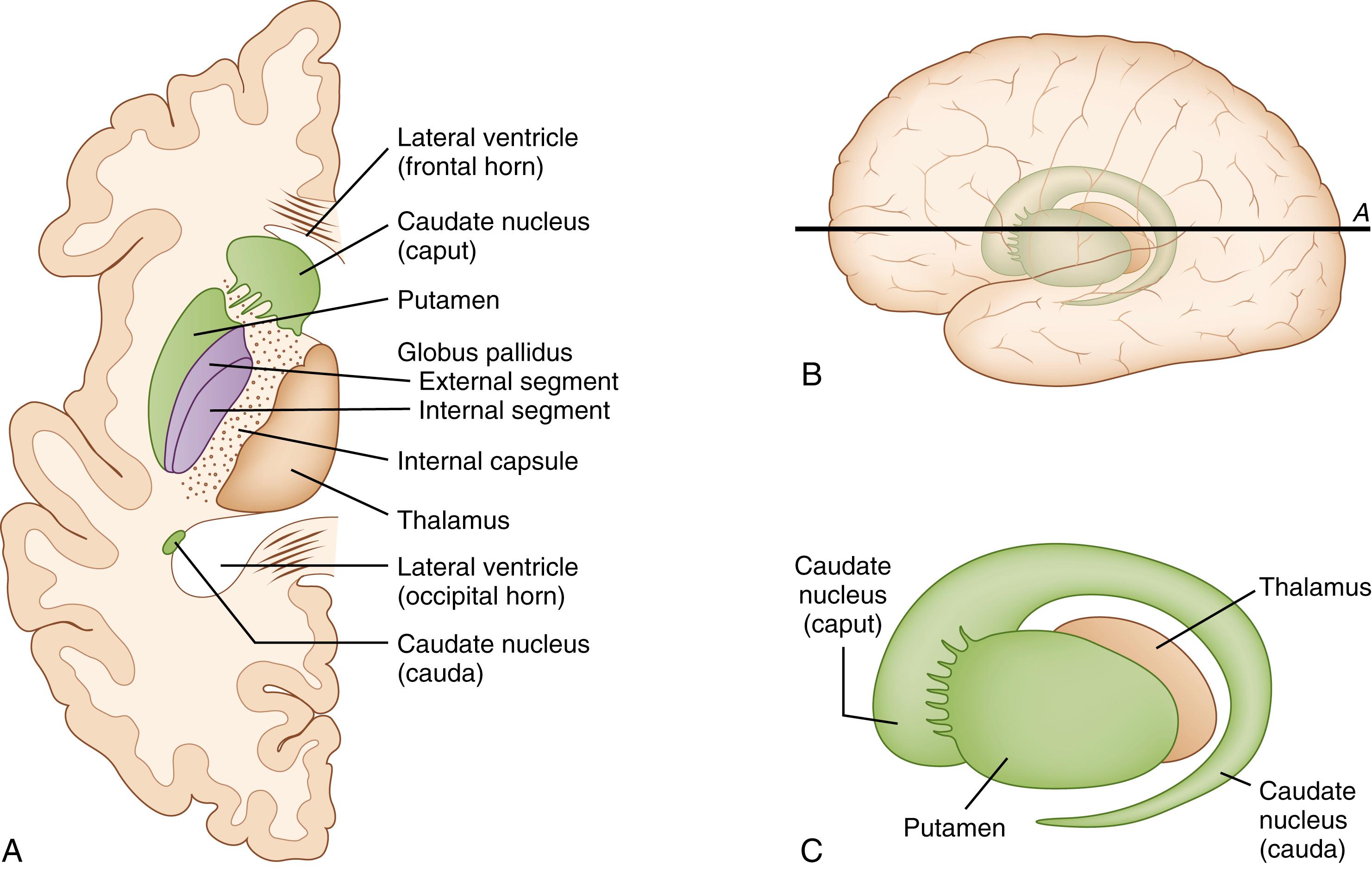 Fig. 163.1, Shape and position of the basal ganglia. (A) Part of a horizontal section through the hemisphere, as shown (B) with a line in the drawing of the hemisphere. (C) Left putamen and caudate nucleus; lateral aspect.