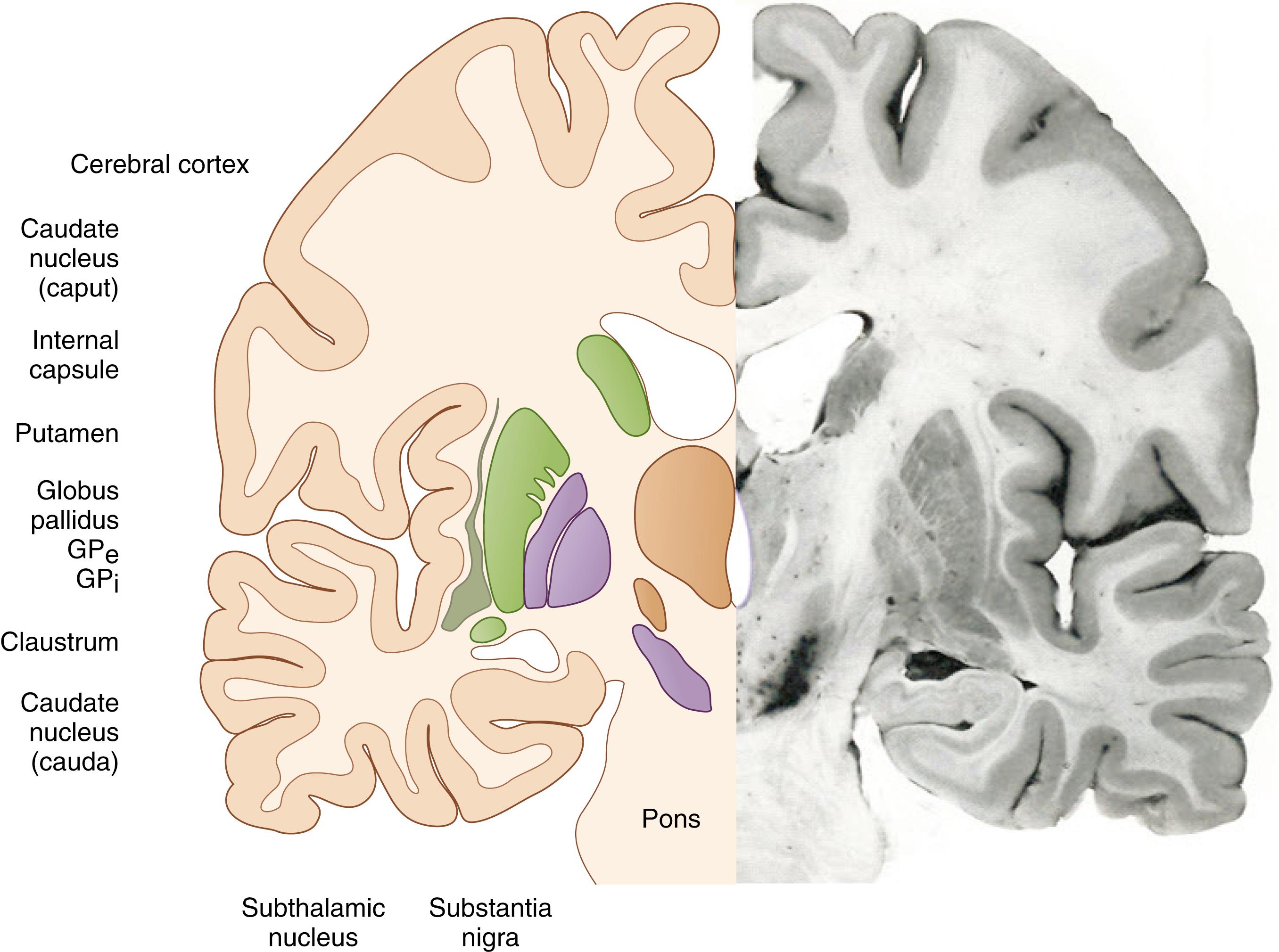 Fig. 163.2, The basal ganglia seen in the frontal plane.