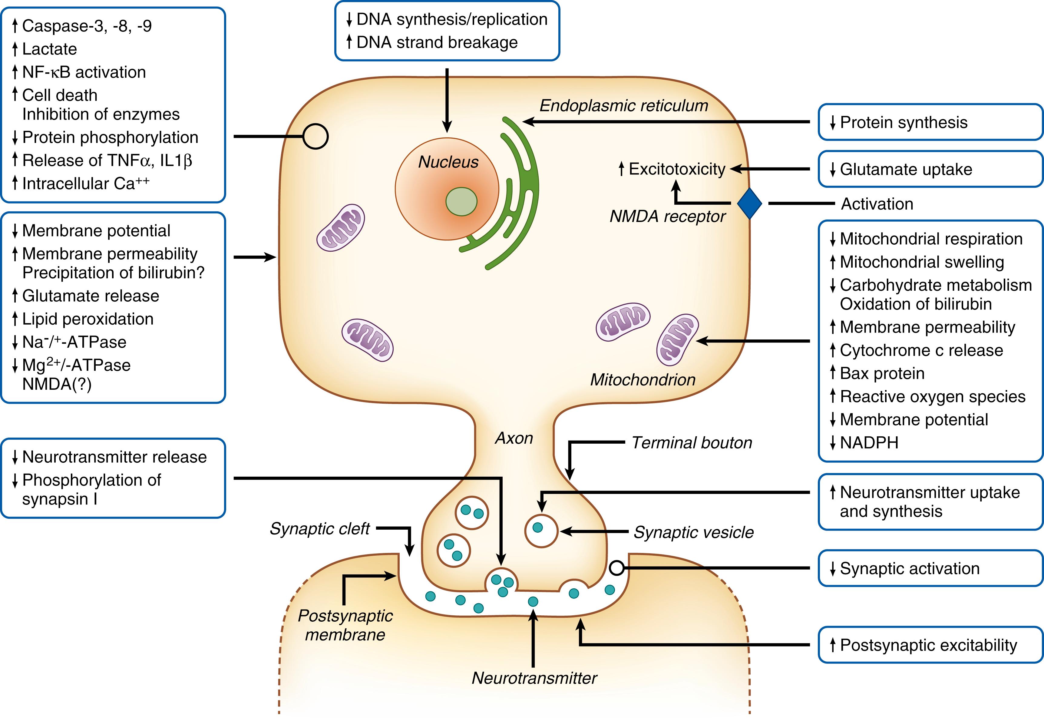 Fig. 163.4, Interactions of bilirubin with cells and cellular processes. Bilirubin has been shown to interact with many different cellular processes and reactions. Although several of the studies have been performed in nonneuronal cells, in this figure these processes and reactions are depicted in a schematic and simplified neuron. IL, Interleukin; NADPH , dihydronicotinamide-adenine dinucleotide phosphate; NF- κ B , nuclear factor kappa-light-chain-enhancer of activated B cells; NMDA, N -methyl- d -aspartate; TNF, tumor necrosis factor.