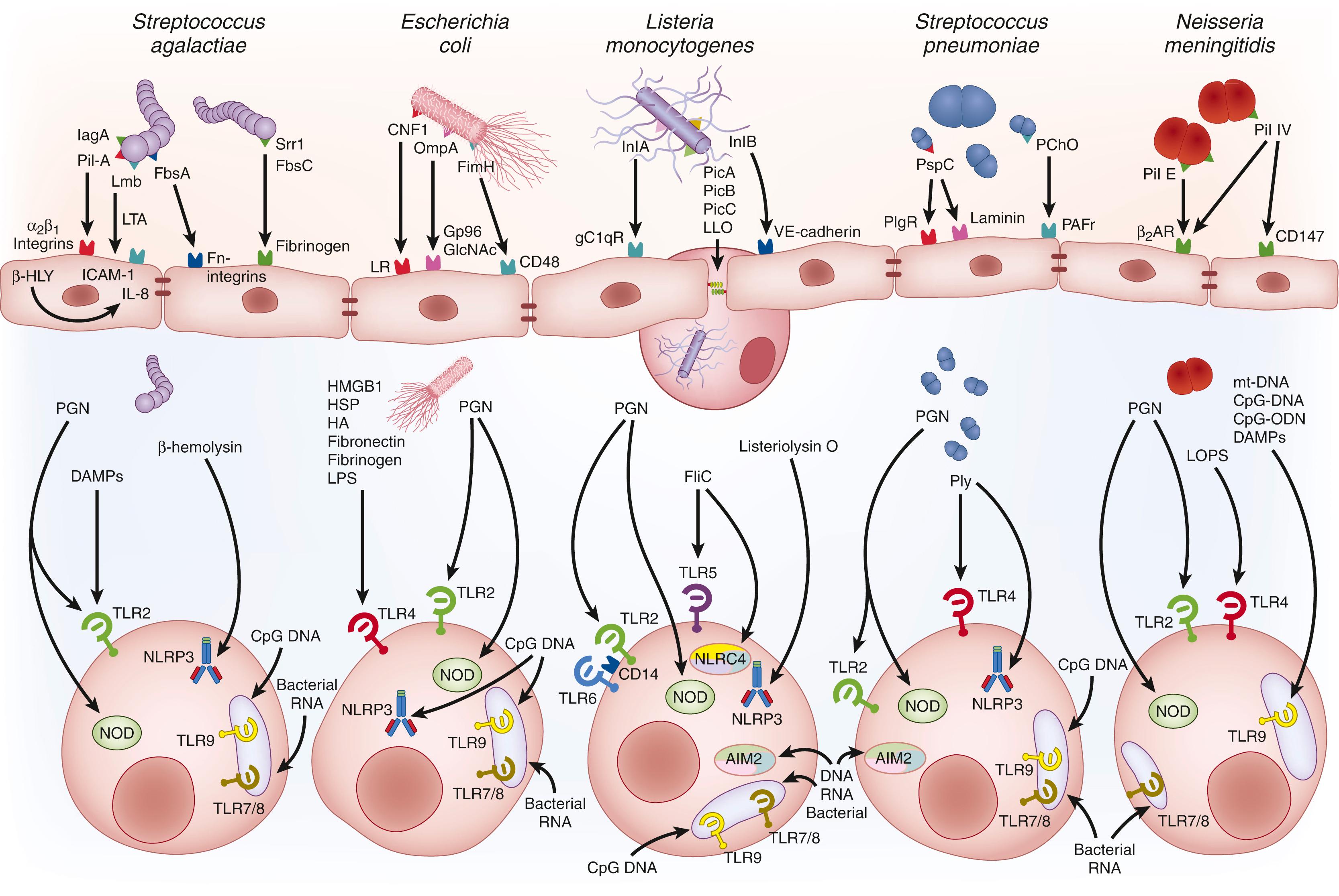 Fig. 168.1, Mechanisms involved in the microbial traversal of the blood-brain barrier.