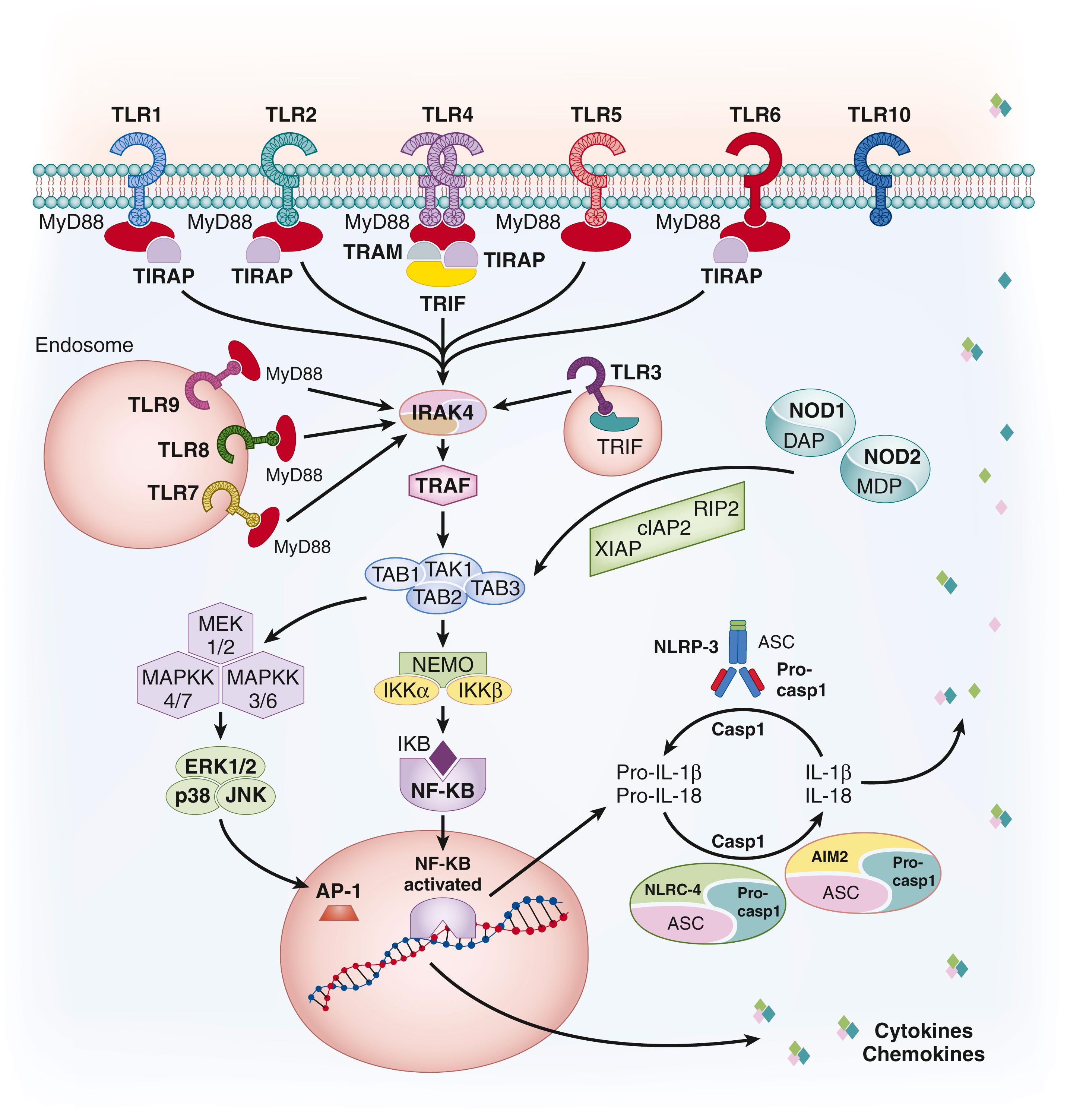 Fig. 168.2, Recognition of bacterial compounds by innate immune sensors.