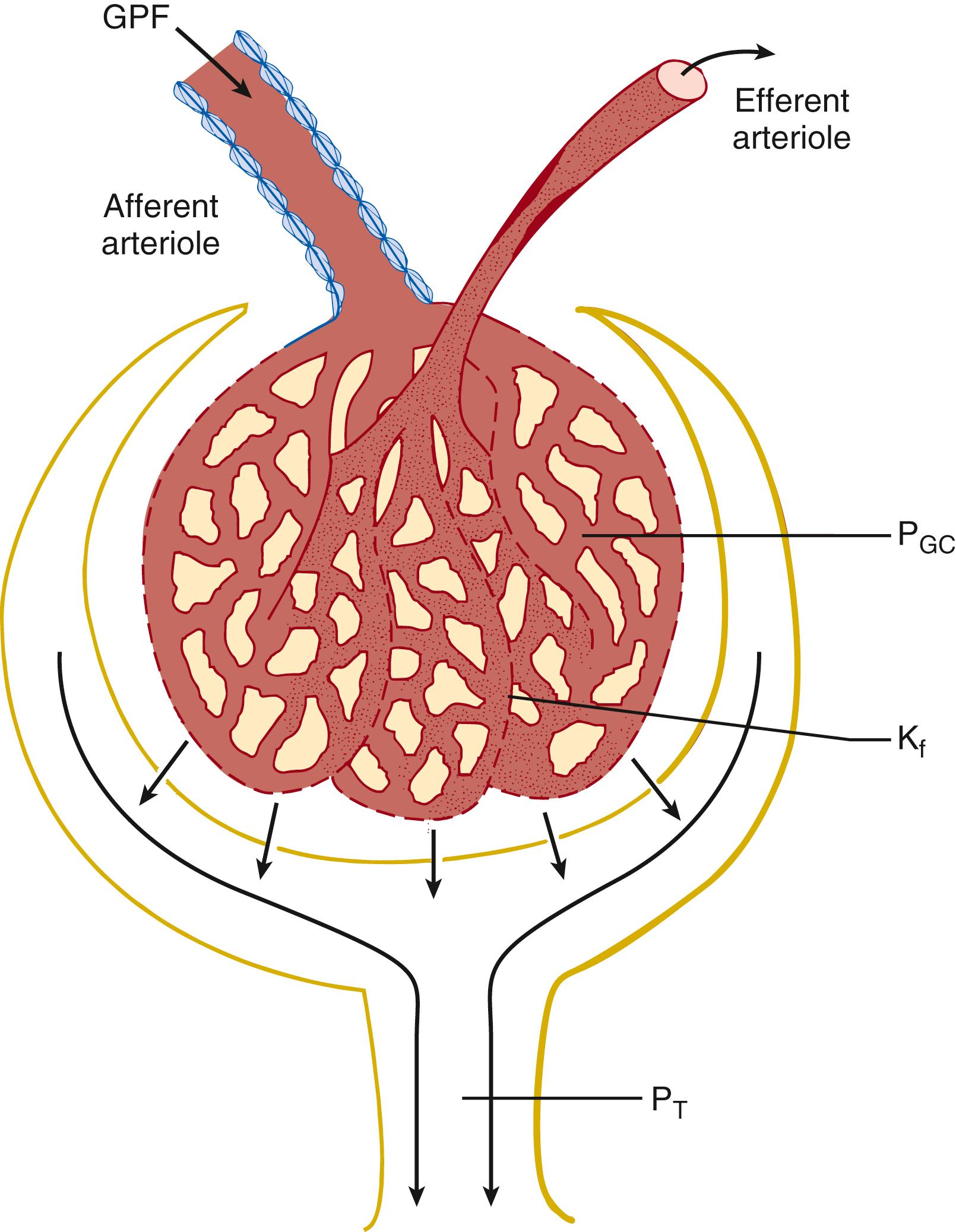 Fig. 164.1, The glomerular filtration process. Glomerular filtration is determined by the rate of glomerular plasma flow (GPF) entering the afferent arteriole, hydraulic pressure within the glomerular capillary (P GC ) minus hydraulic pressure in proximal tubule (P T ) , and the glomerular capillary ultrafiltration coefficient (K f ) , which describes the permeability properties of the glomerular capillary membrane.