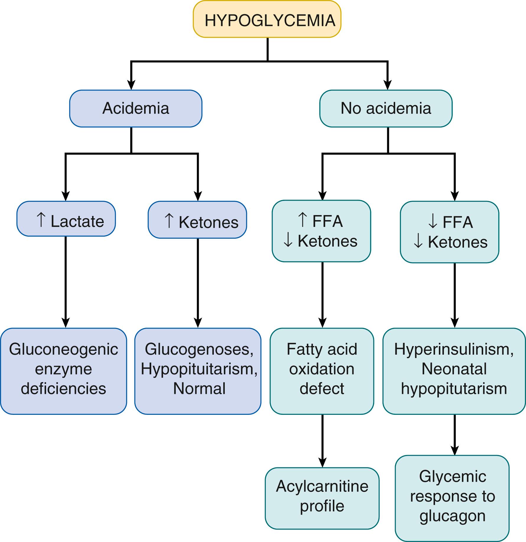 Fig. 152.3, Use of the “Critical Sample” to diagnose the etiology of hypoglycemia. Note that hypoketotic hypoglycemia in hypopituitarism is only seen in neonatal hypopituitarism, and the older child with hypopituitarism generally has ketotic hypoglycemia. Confirmatory testing for hyperinsulinism includes a glycemic response to glucagon, although neonatal hypopituitarism can sometimes also have a positive response (possibly related to perinatal stress hyperinsulinism, see text). Acylcarnitine profile is a confirmatory test for suspected fatty acid oxidation defects. Examples of gluconeogenic enzyme deficiencies include glucose-6-phosphatase, fructoes-1,6-bisphosphatase, pyruvate carboxylase. FFA, Free fatty acids.