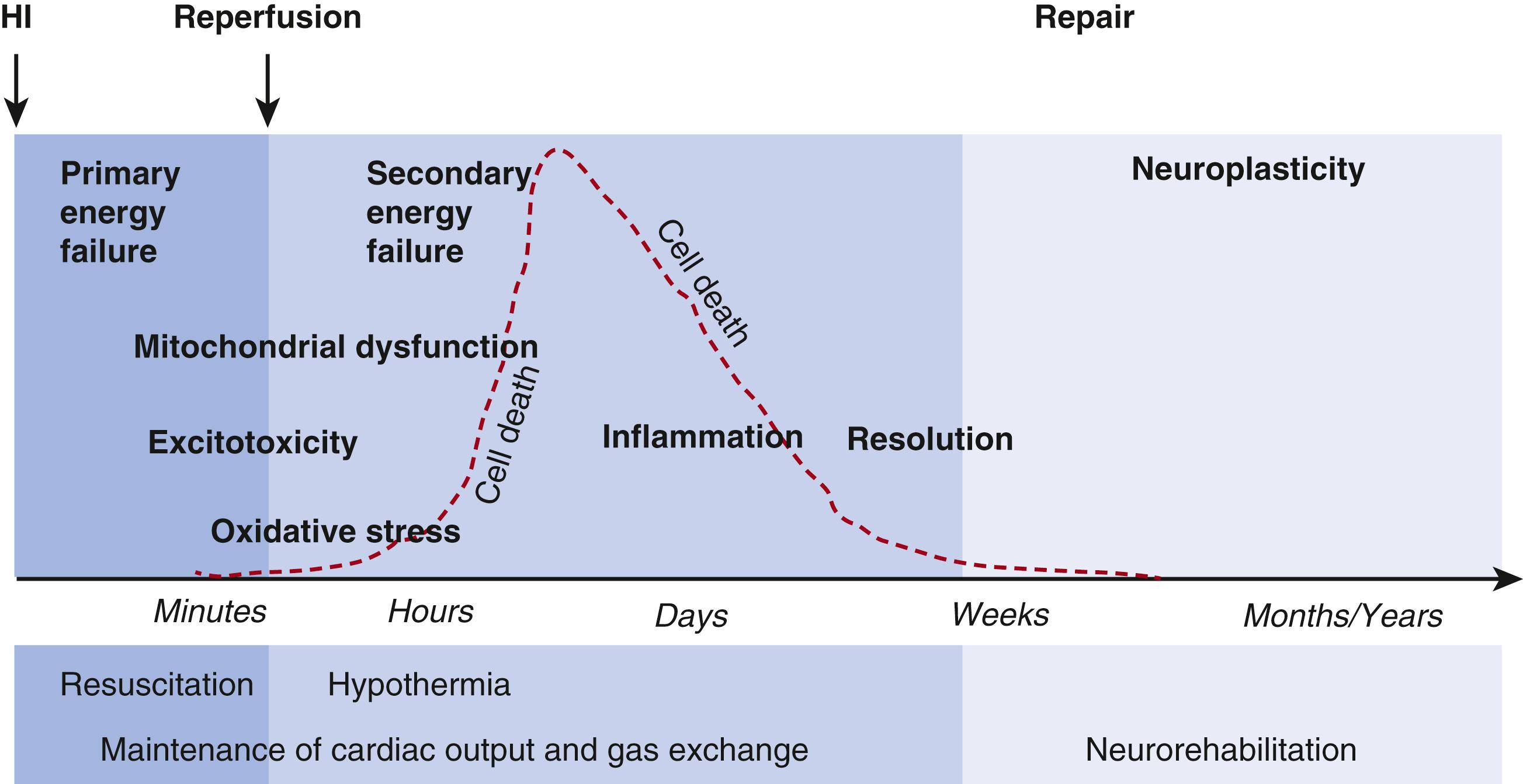 Fig. 167.1, Schematic evolution of neonatal hypoxic-ischemic (HI) injury with depicting stages and major events participating in cellular death and cerebral recovery.