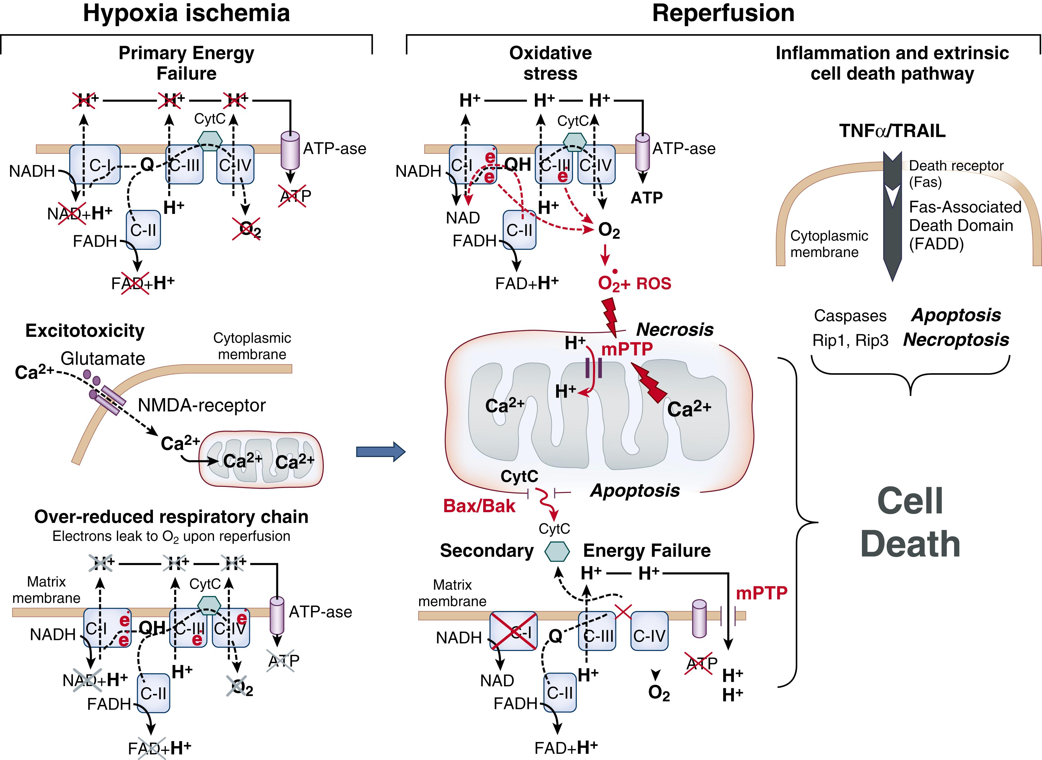 Fig. 167.2, The diagram of major events connecting proposed mechanisms of cellular death during neonatal hypoxia ischemia and reperfusion. ATP , Adenosine triphosphate; FADH , flavin adenine dinucleotide + 2H + ; mPTP , mitochondrial permeability transition pore; NADH , nicotinamide adenine dinucleotide + H + ; NMDA , N -methyl- D -aspartate; ROS , reactive oxygen species.