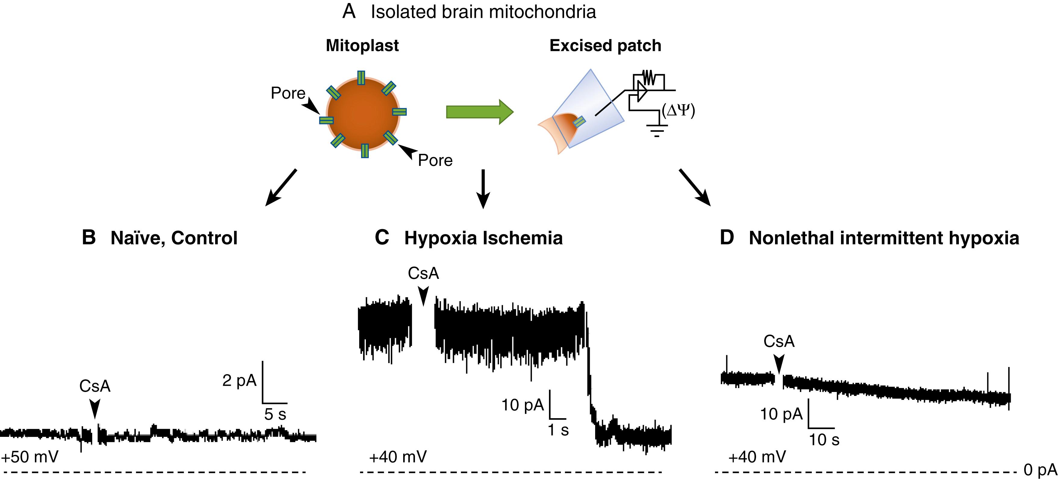 Fig. 167.4, The diagram of excised mitochondrial patch-clamp technique (A) and representative electrical conductance tracings obtained in mitoplasts from different mouse brains (B–D). CsA , Cyclosporin A (2 μM).