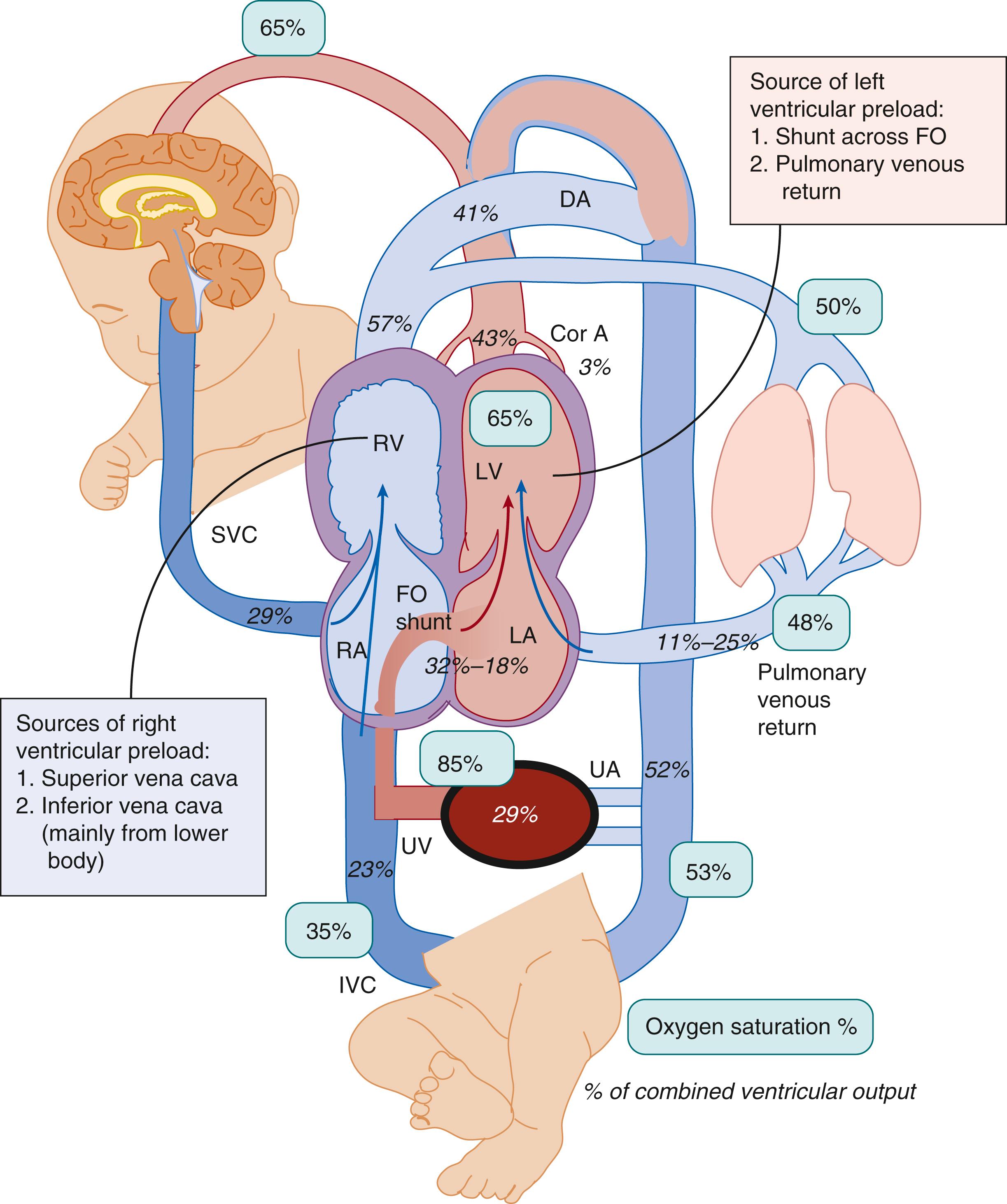 Fig. 154.1, Fetal circulation. Circulatory pattern in a normal human fetus at late gestation. The numbers shown as percentages in italics represent percentage of combined ventricular output based on data from human fetuses. The numbers in light green boxes represent oxygen saturation based on data from fetal lambs. The blue shade indicates lower oxygen saturation. 12 , 13 , 228 , 229 Cor A, Coronary arteries; DA, ductus arteriosus; FO, foramen ovale; IVC, inferior vena cava; LA, left atrium; LV, left ventricle; RA, right atrium; RV, right ventricle; SVC, superior vena cava; UA, umbilical arteries; UV, umbilical vein.