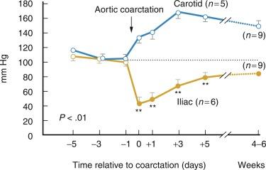 Fig. 22.4, Development of Arterial Hypertension After Placement of a Renal Artery Clip Lesion in a Conscious Rat Aortic Coarct Model.