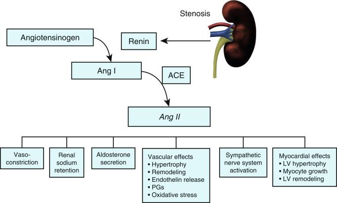 Fig. 22.8, Actions of Angiotensin II (Ang II) in Generation of Renovascular Hypertension.