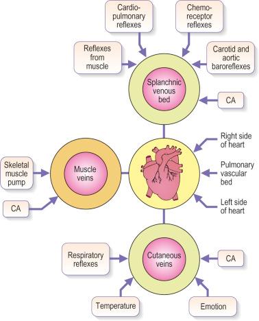 Figure 3.5, Multiple environmental and internal factors act on the venous system to influence its dilation and constriction. CA, Catecholamines.