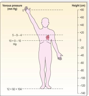 Figure 3.6, Venous pressure is that exerted by a column of blood from the heart to the location of measurement.