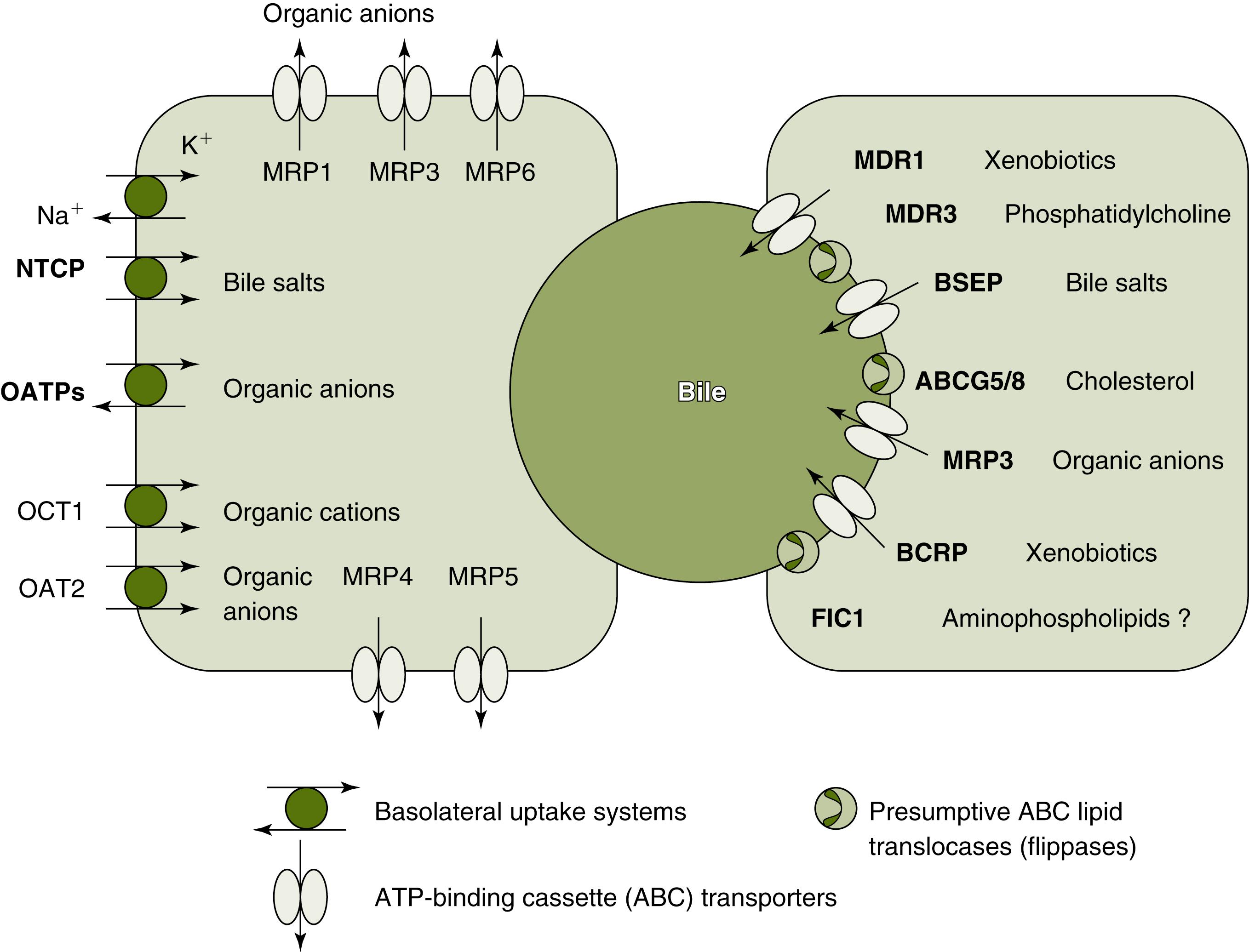 Fig. 70.1, Schematic Representation of the Major Hepatobiliary Transporters.