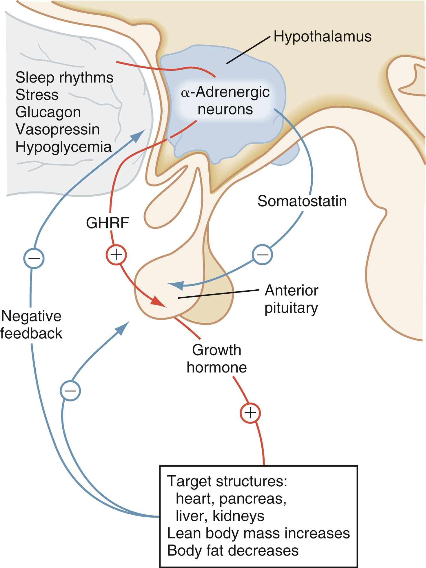 Fig. 9.18, Feedback regulation of growth hormone (GH) at the level of the hypothalamus, pituitary, and target organs. GHRF, Growth hormone-releasing factor.