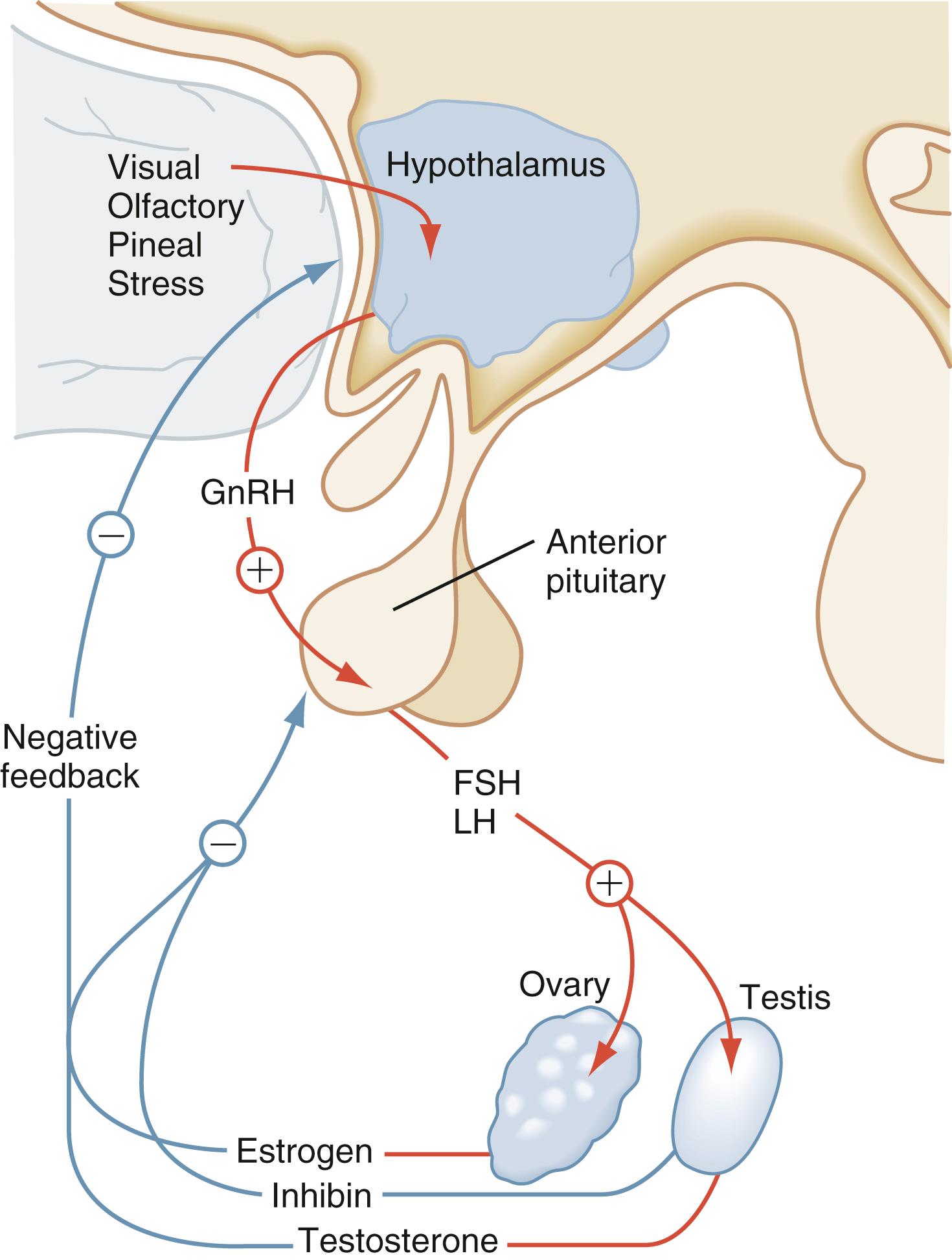 Fig. 9.7, Feedback regulation of luteinizing hormone (LH) and follicle-stimulating hormone (FSH) at the level of the hypothalamus, pituitary, and gonads. GnRH, Gonadotropin-releasing hormone.