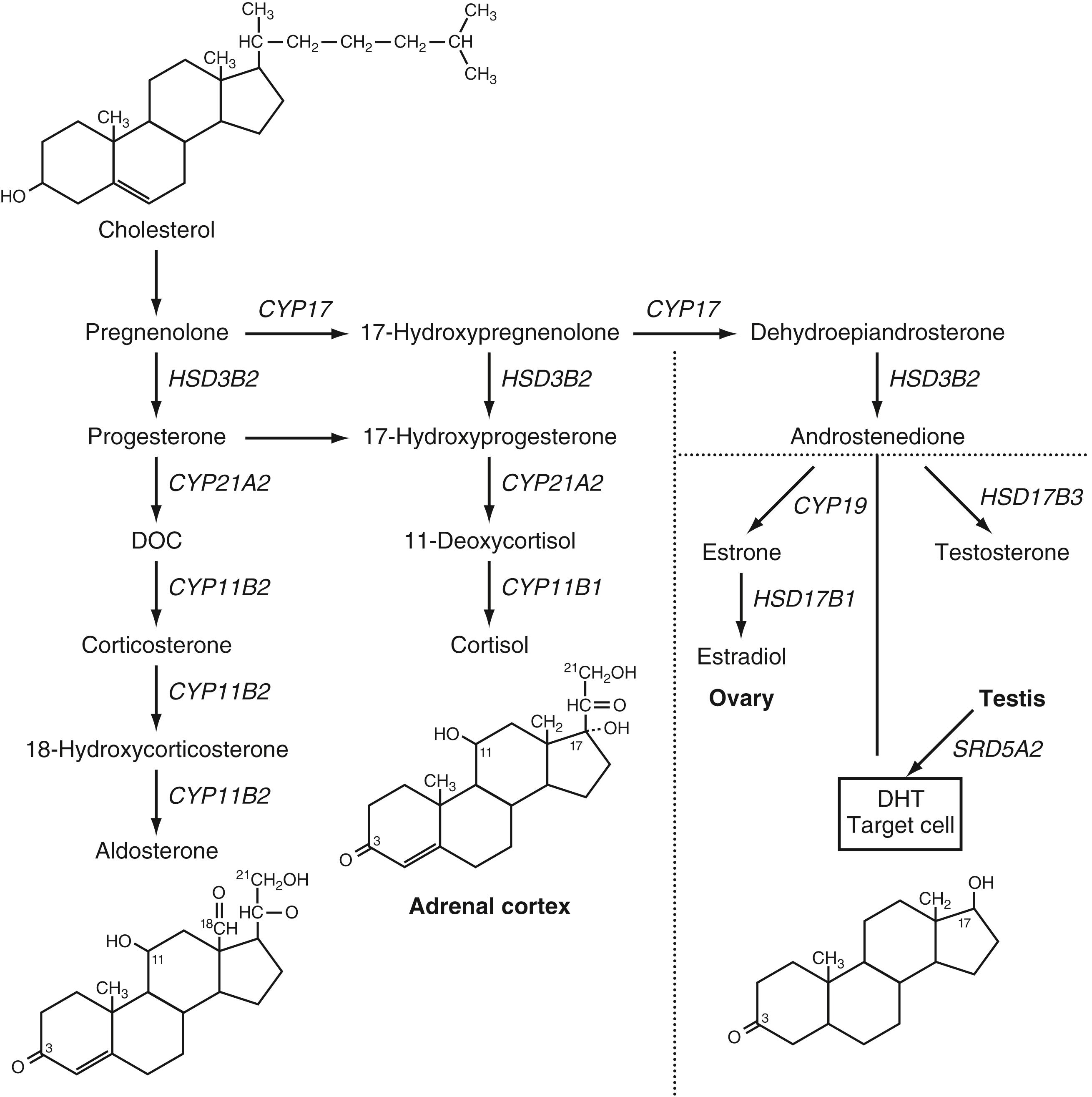 Fig. 9.8, Steroid biosynthesis pathway. Pathways for the synthesis of mineralocorticoids (aldosterone), glucocorticoids (cortisol), and androgens (testosterone) are shown. Deficiency in 21-hydroxylase activity (CYP21A2) prevents the conversion of 17-hydroxyprogesterone (17-OHP) to 11-deoxycortisol, resulting in an elevation of 17-OHP and shunting of precursors into the pathway for androgen biosynthesis. Androstenedione is secreted by the adrenal cortex and converted to testosterone or estradiol in the periphery. Testosterone may be converted by 5α-reductase (SRD5A2) to dihydrotestosterone (DHT). DOC, Deoxycorticosterone.