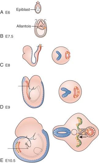 Figure 63-1, Development and migration of PGCs.