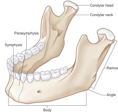 Fig. 2.5.2, Artist rendition of anatomic regions of the mandible.