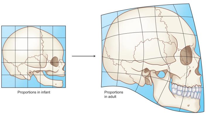 Fig. 2.4.1, Changing facial profile and dimensions from infancy to teen years.