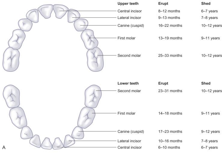 Fig. 2.4.6, Dental eruption patterns for deciduous (A) and permanent (B) dentition.