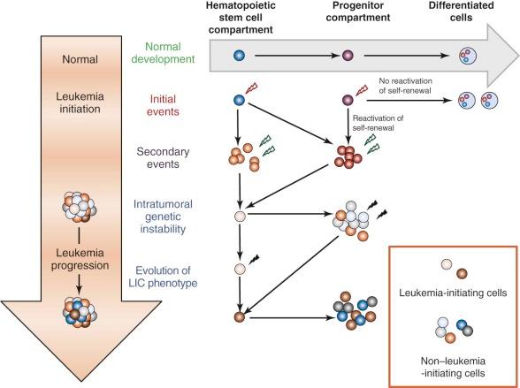 Figure 51-1, Integration of the leukemic initiating cell (LIC) and clonal evolution models of acute myelogenous leukemia pathogenesis.