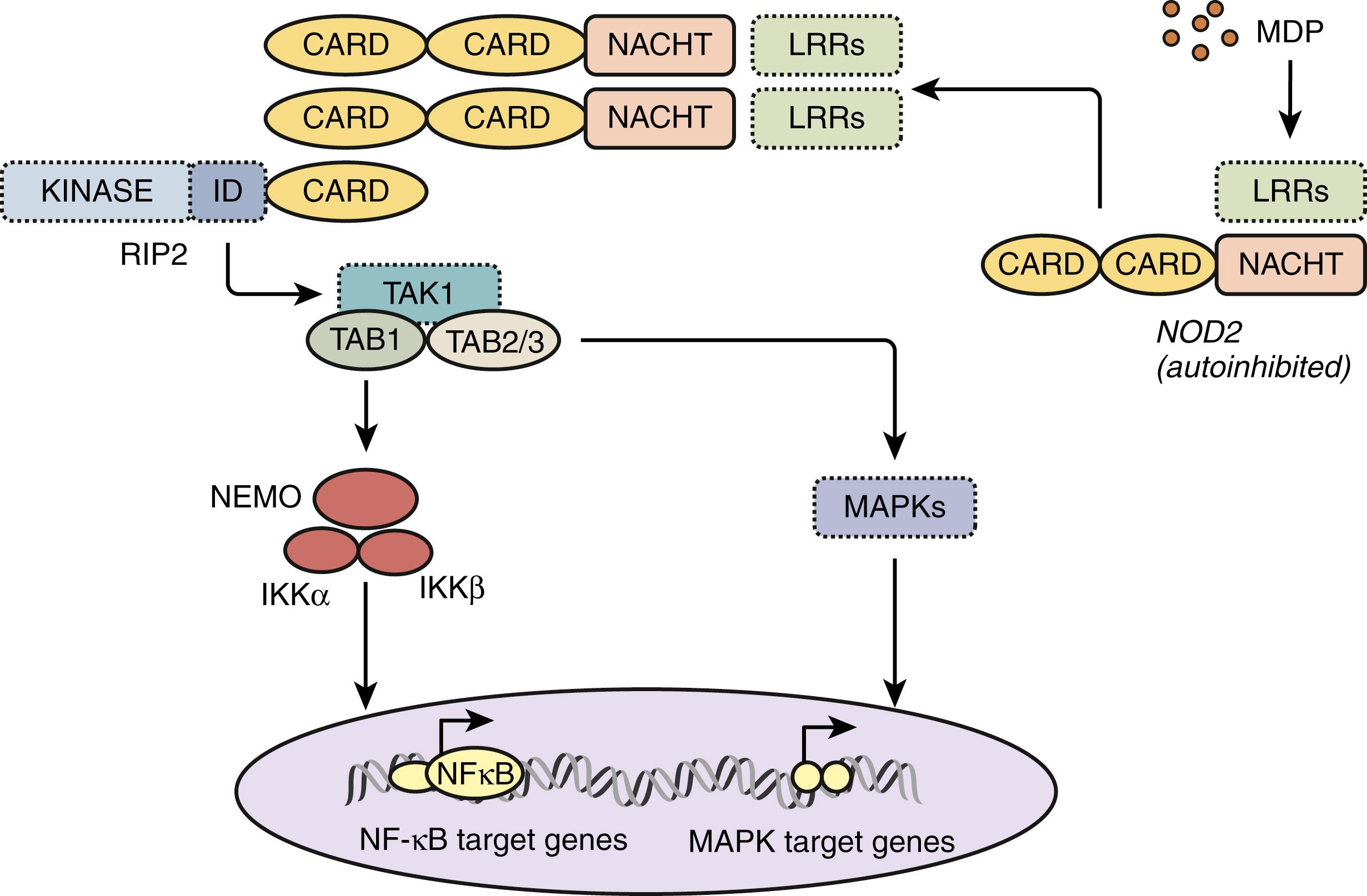 Fig. 41.1, NOD 1 and NOD2 proteins recognize bacterial-derived lipopolysaccharide (LPS) and peptidoglycan through their LRR domains. Signaling through NOD1 and NOD2 is mediated by the receptor-interacting serine/threonine kinase (RICK), which interacts with NOD1 and NOD2 through CARD–CARD interactions. RICK mediates NF-кB activation and promotes caspase activation that leads to the secretion of proinflammatory cytokines. NOD2 variants that are associated with Crohn disease (Leu1007fsinsC, Gly908Arg, Arg702Trp) are located in or near the LRRs. These variants are defective in their response to bacterial peptidoglycan, resulting in absent or decreased signaling. NOD2 mutations associated with Blau syndrome (Arg334Trp, Arg334Gln) are located in the NOD domain and are activating mutations that lead to uncontrolled signaling in the absence of a ligand . CARD, Caspase activation recruitment domain; LRR, leucine-rich repeat; MAPK, mitogen-activated protein kinase; MDP, muramyl dipeptide; NF-кB, nuclear factor-кB; NOD, nucleotide-binding oligomerization domain.