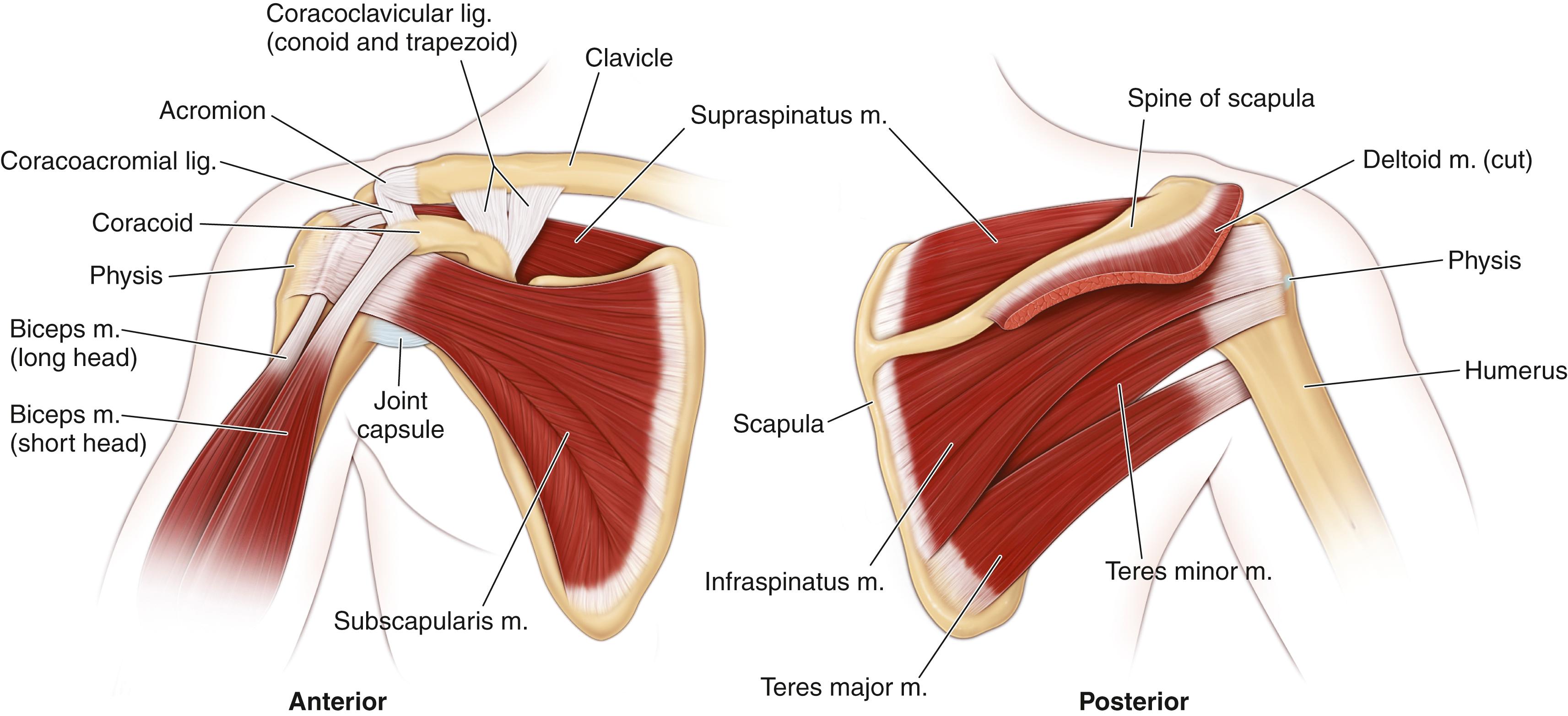 Fig. 40.3, Shoulder anatomy. Anterior and posterior.