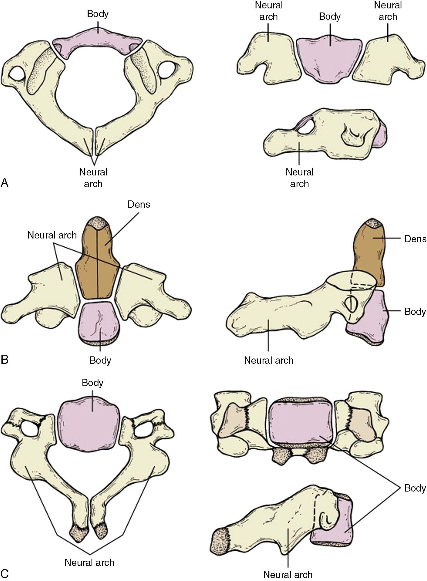 Fig. 36.1, (A) Ossification centers of C1. (B) Ossification centers of C2. (C) Ossification centers of C3–L5 vertebrae.