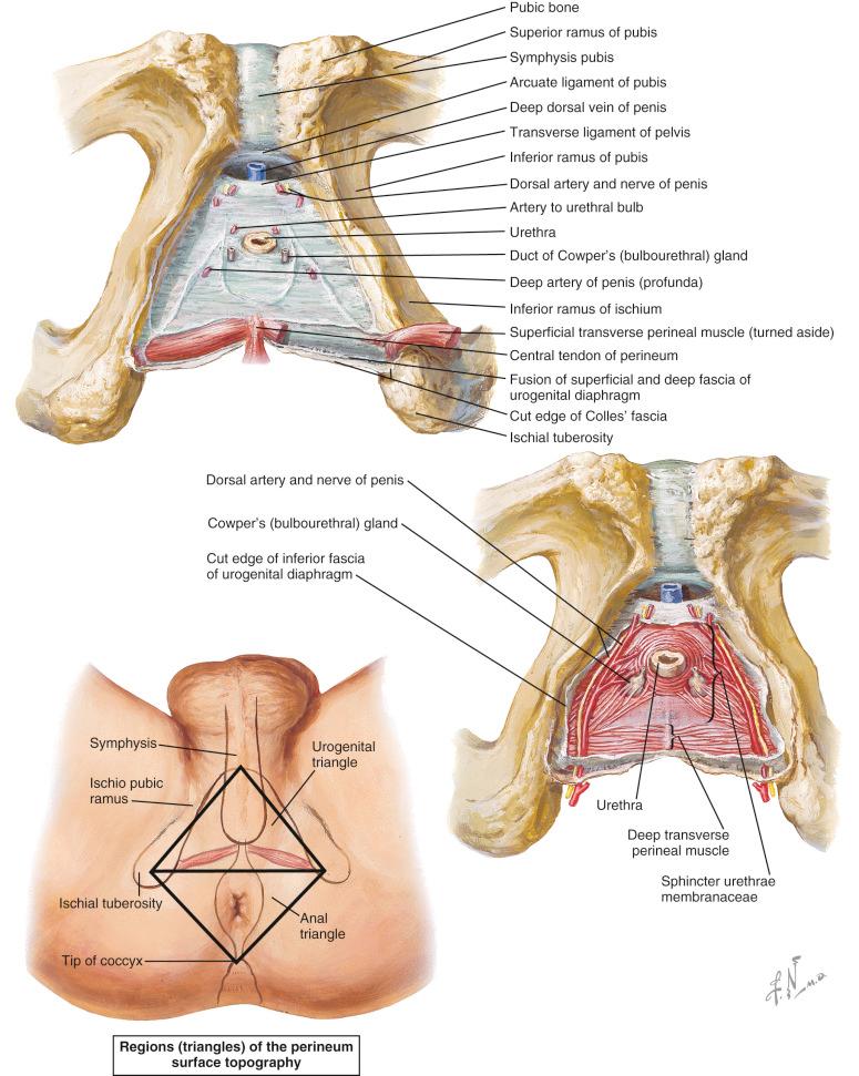 Figure 19.1, Perineal region (urogenital and anal triangle). Note entrance of pudendal nerve and internal pudendal artery and vein via the Alcock canal.