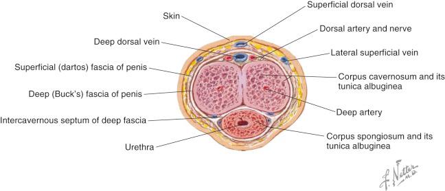 Figure 19.2, Cross-section through the body of the penis.