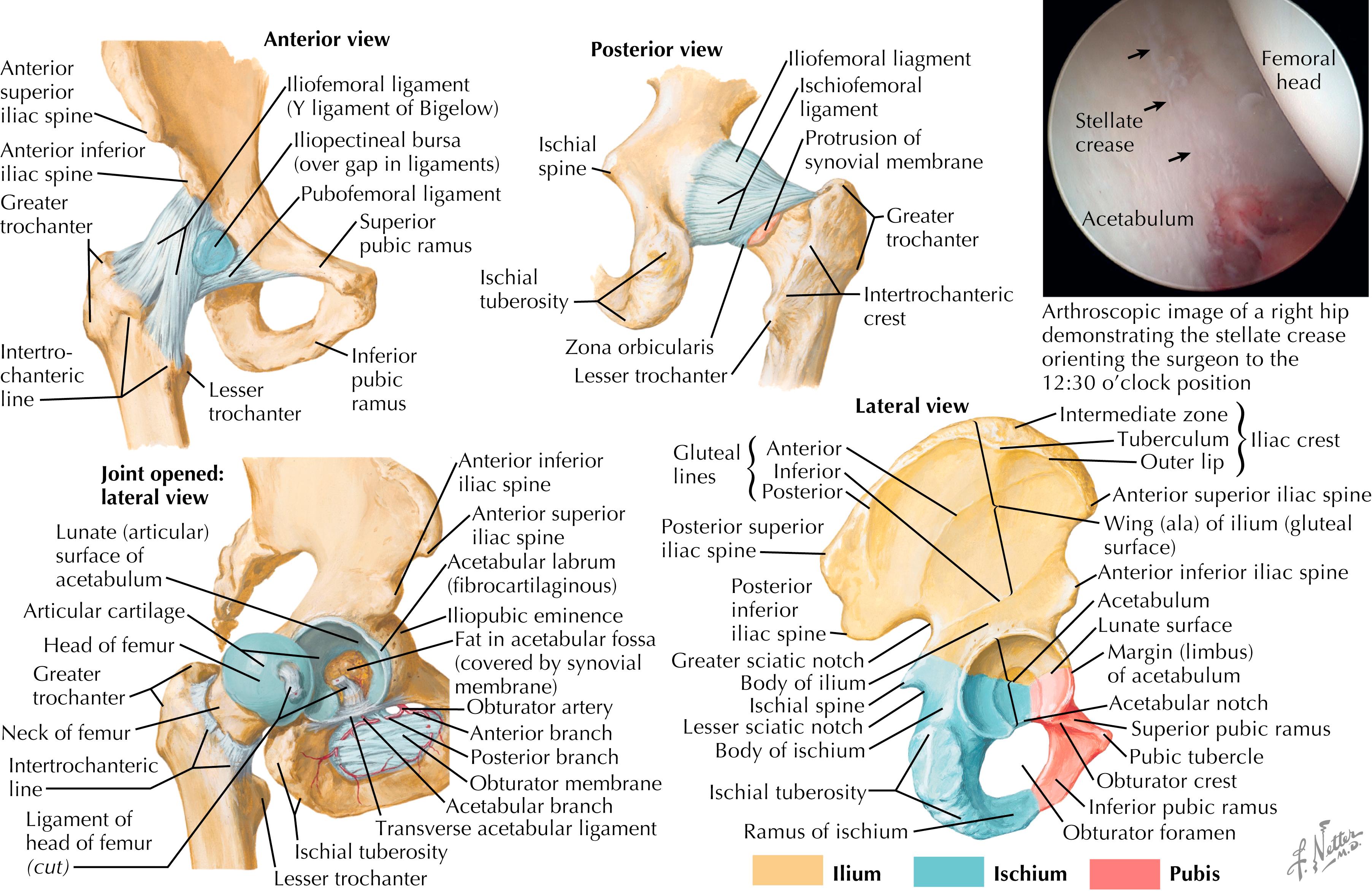 Figure 54.3, Bony anatomy of the hip.