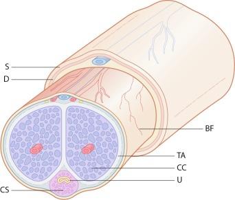 Fig. 15.3, Anatomy of penile shaft: skin (S) , dartos (D) , Buck fascia (BF) , tunica albuginea (TA) , corpus cavernosum (CC) , corpus spongiosum (CS) , and urethra (U) .