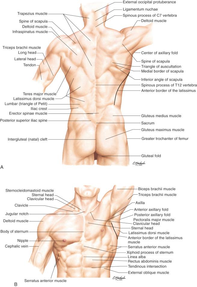 Figure 56.5, Anatomic landmarks.