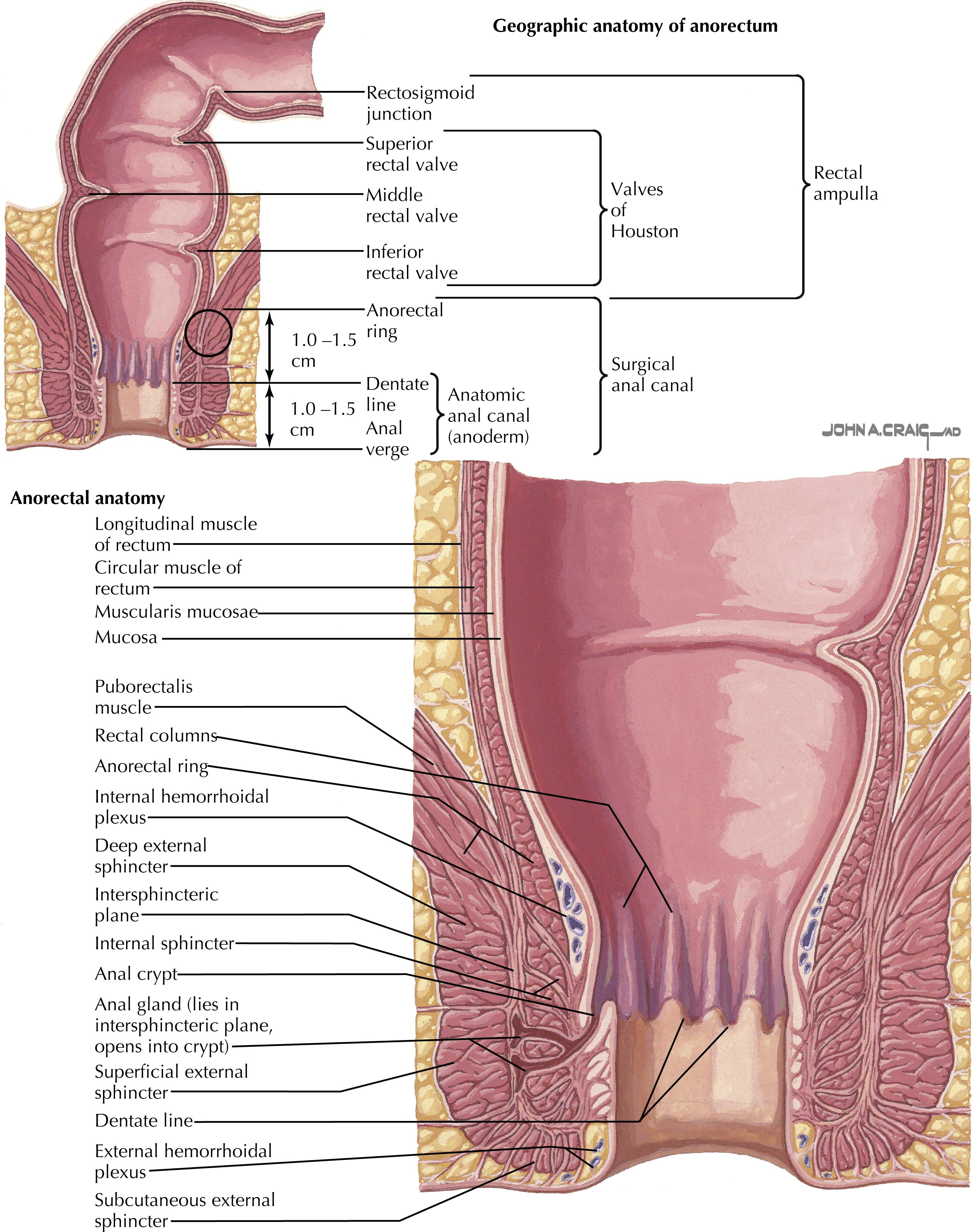 FIGURE 33.1, Anal anatomy.