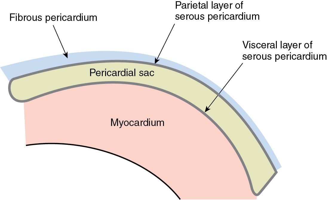 Fig. 11.1, Anatomy of the pericardium and pericardial space.