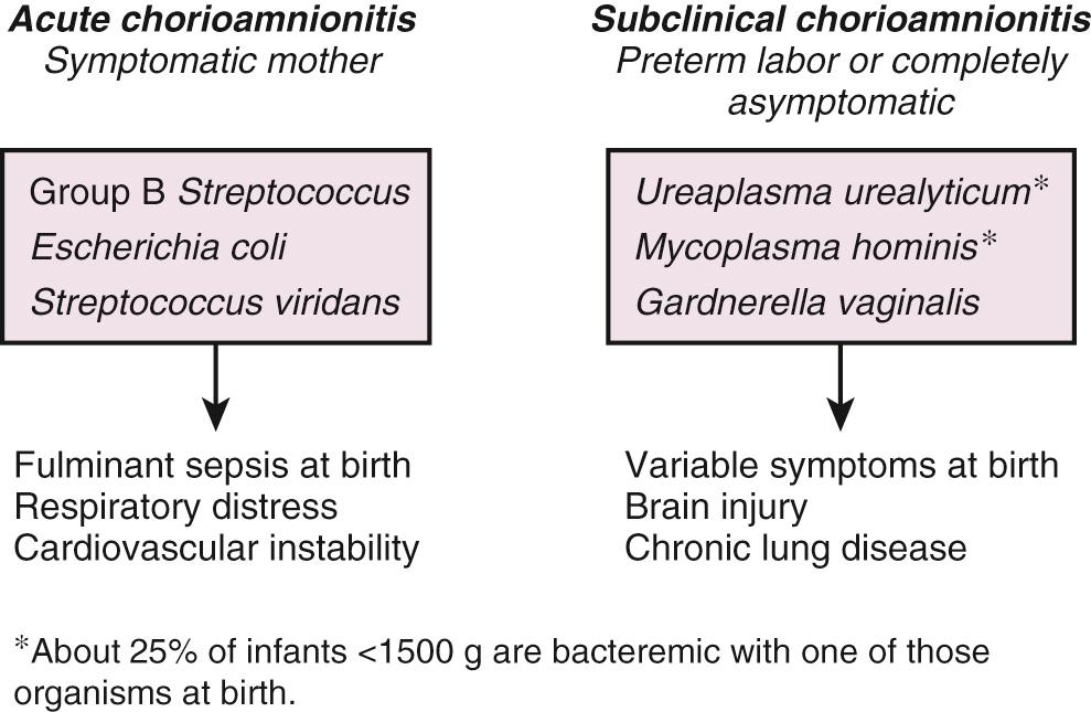 Fig. 25.2, Microbes responsible for acute and subclinical chorioamnionitis.