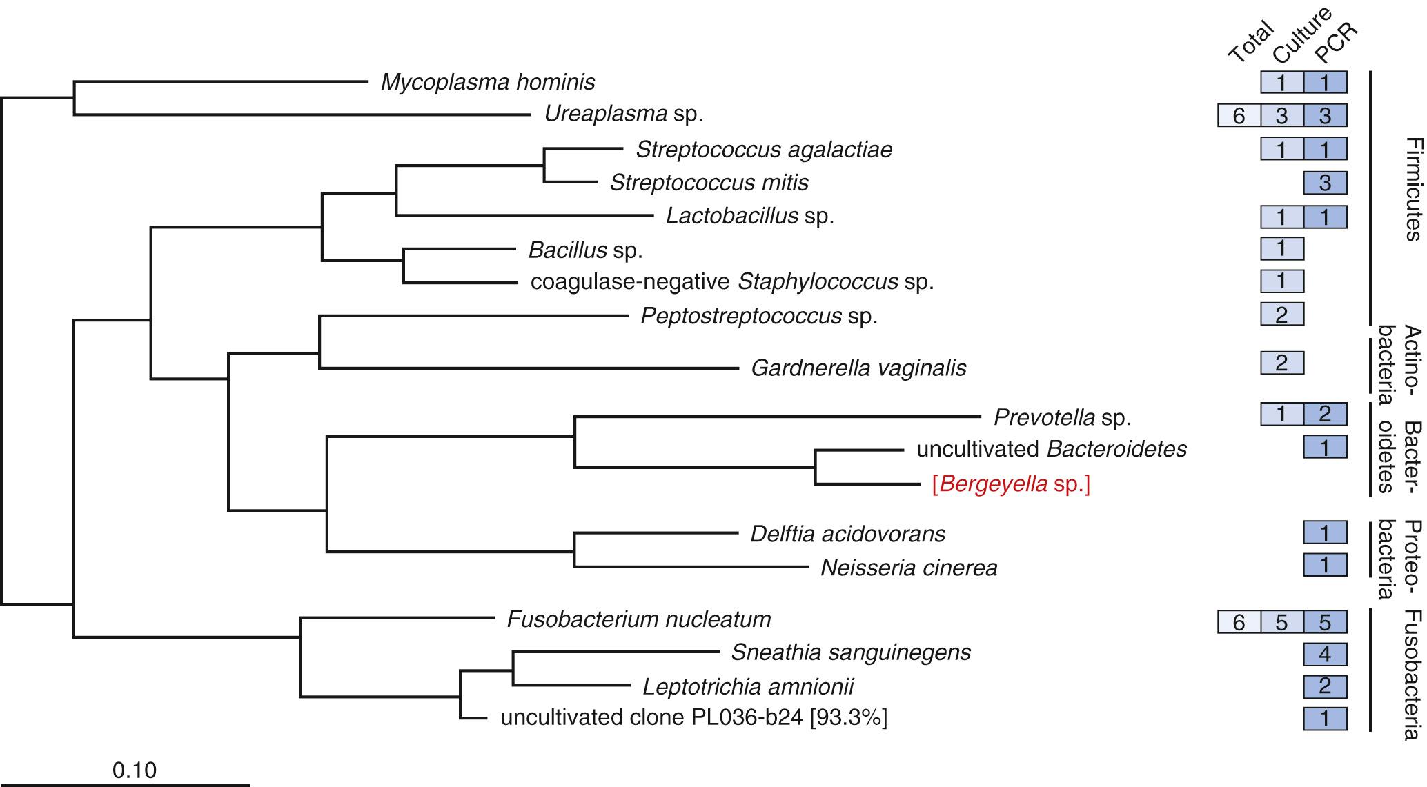 Fig. 25.3, Microbial diversity. Amniotic fluid specimens collected from 166 women in preterm labor with intact membranes were examined for the presence of microorganisms by both culture and polymerase chain reaction (PCR) techniques. The phylogeny of the 17 bacterial taxa identified based in a maximum likelihood algorithm is depicted. Shaded boxes indicate the number of subjects who were positive for a given taxon by culture or PCR (some samples were polymicrobial). For most individual taxa in which neither method detected all positive subjects, the total number is shown in the lightest colored box. A 99% sequence similarity cutoff threshold was used for phylotype assignment, which was based on 621 unambiguous nucleotide positions. Bergeyella sp. (bracketed) is included as a reference species only and was not detected in the study population. A single fungal species, Candida albicans , was detected by culture in 1 , subject, and by PCR in 2 , data not shown.