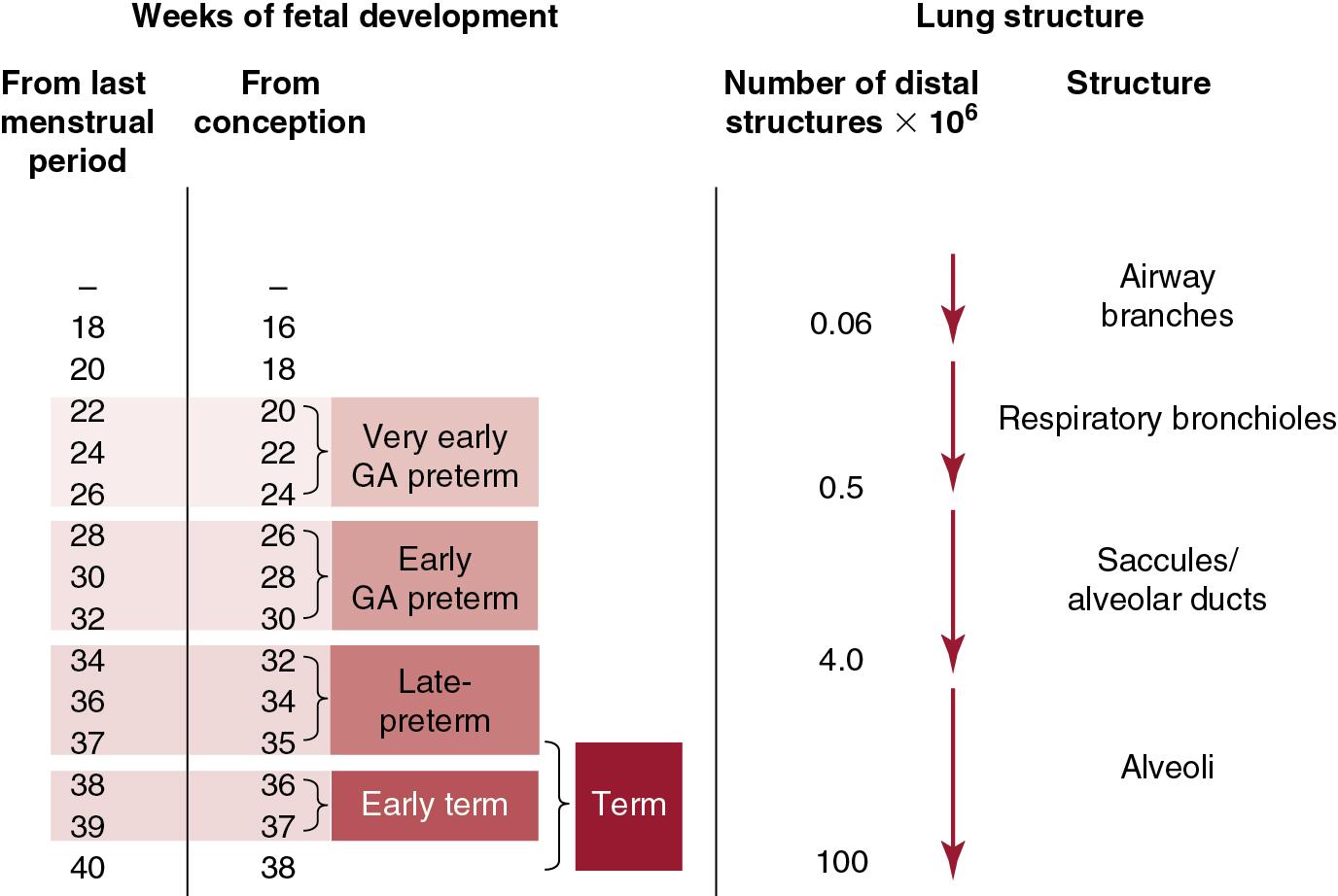 Fig. 1.2, Timing of fetal lung development, emphasizing the 2-week difference in weeks between postmenstrual age and conceptional age. The lung progressively branches from airways to alveoli with a large increase in distal structures. The adult lung contains about 500 × 10 6 alveoli. GA , Gestational age.