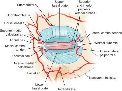 Fig. 12.1, Anatomy of the eye.