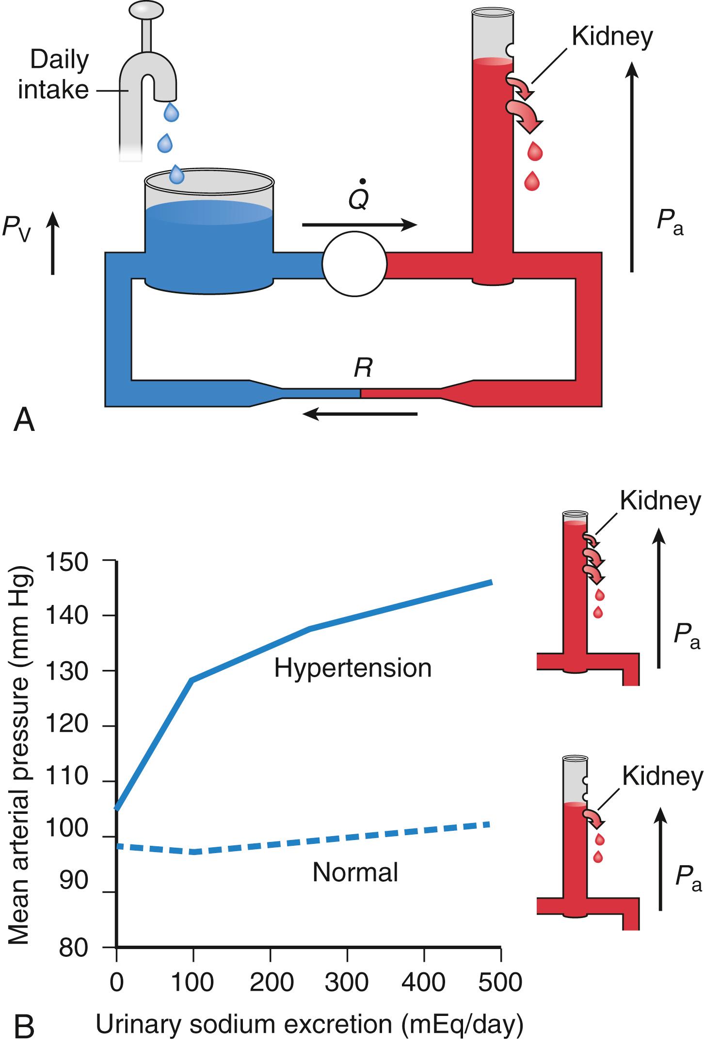 Fig. 47.2, Long-term control of blood volume in health and hypertension.