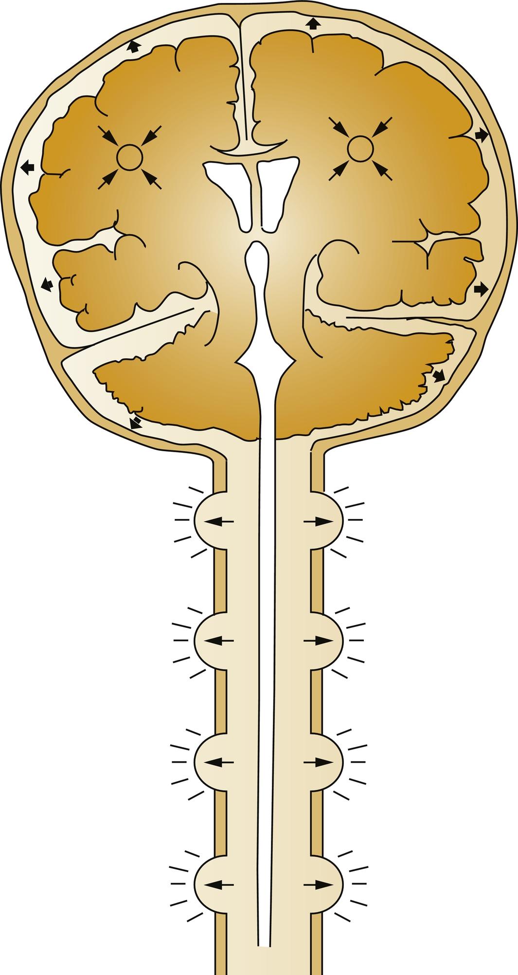 Fig. 24.1, The brain, spinal cord, and blood are encased in the skull and vertebral canal, thus constituting a nearly incompressible system. System capacitance is thought to be provided via intervertebral spaces.